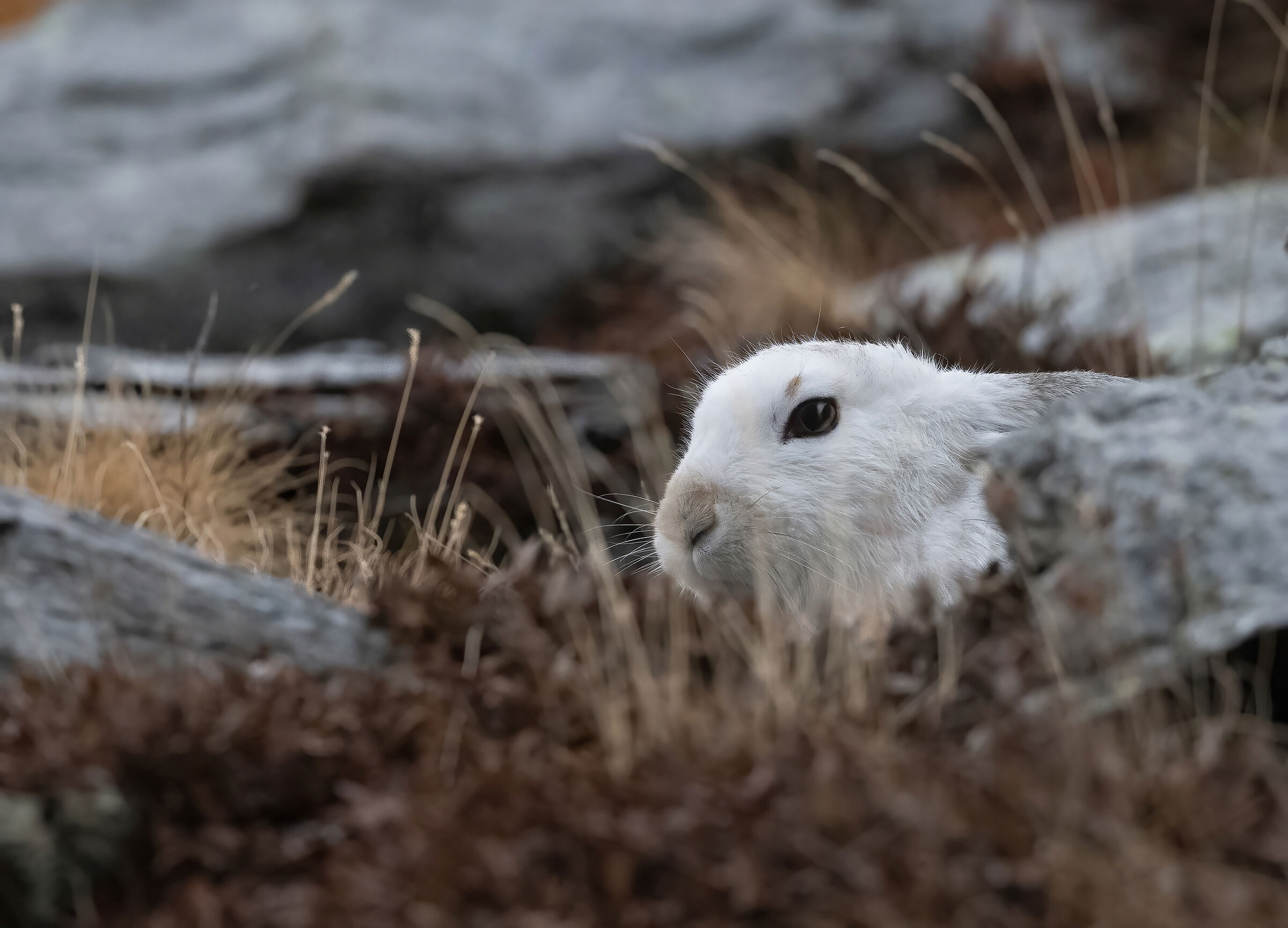 Lepre variabile (Lepus timidus)