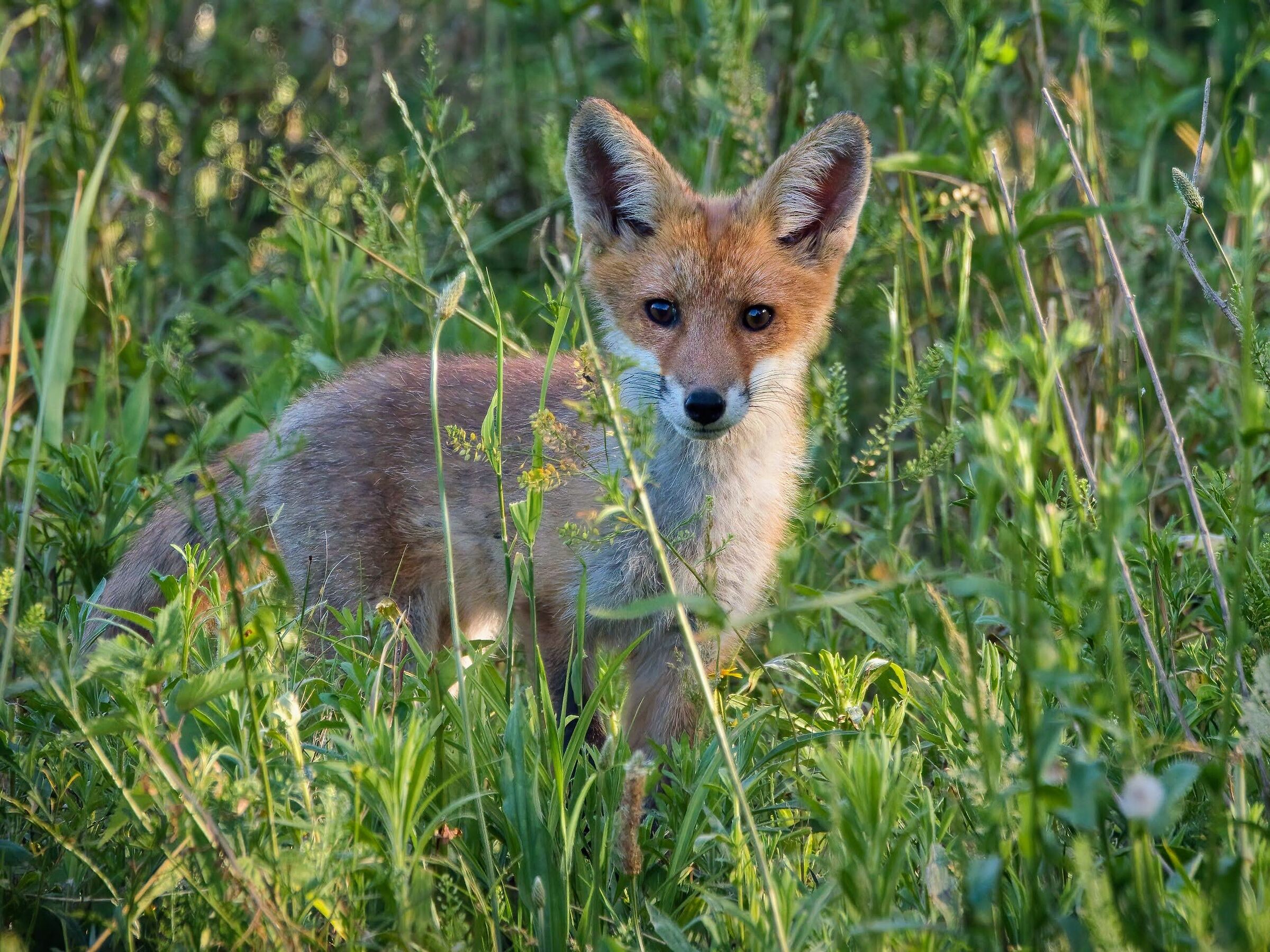 Cucciolo di Volpe rossa