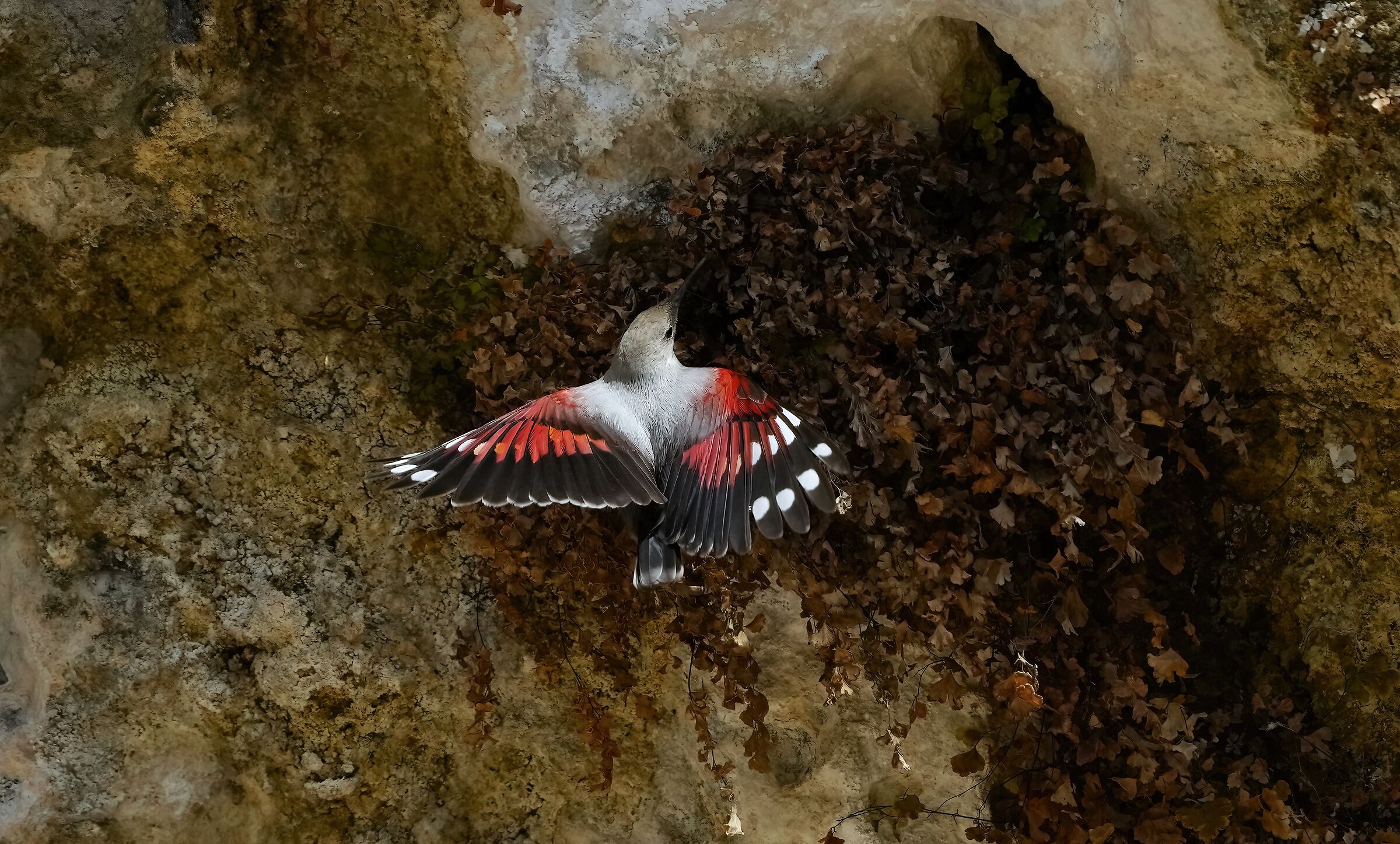Wall Tichodroma/Wallcreeper