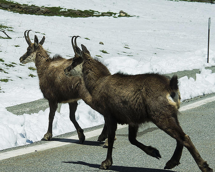 Camosci nel Parco del Gran Paradiso