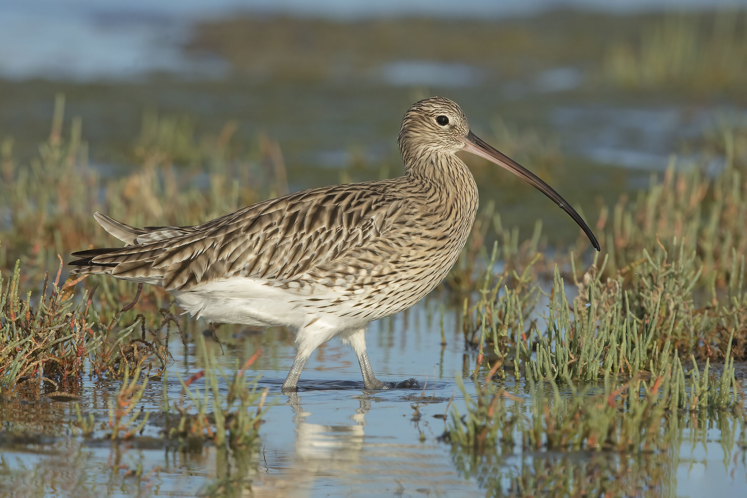 chiurlo maggiore (numenius arquata)