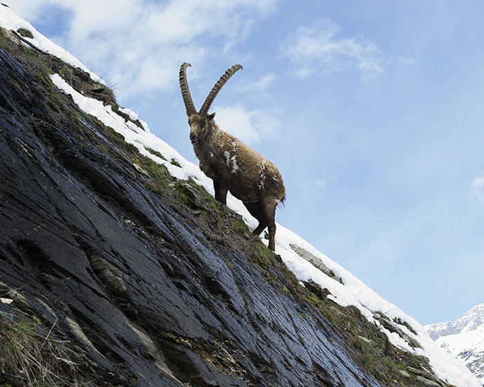 Stambecco nel  Parco del Gran Paradiso