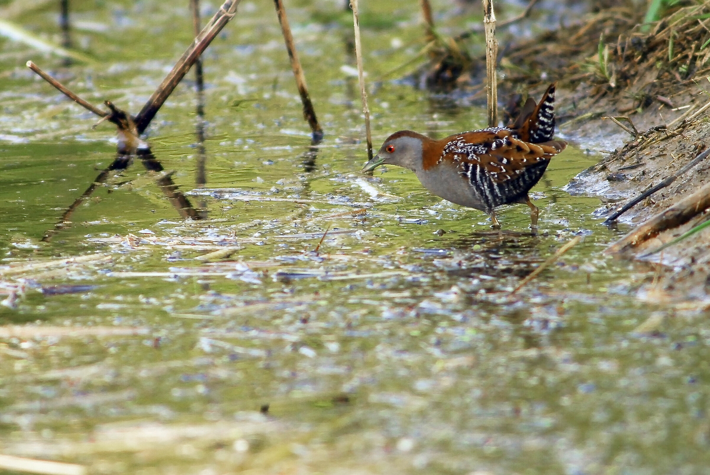 Grey crake