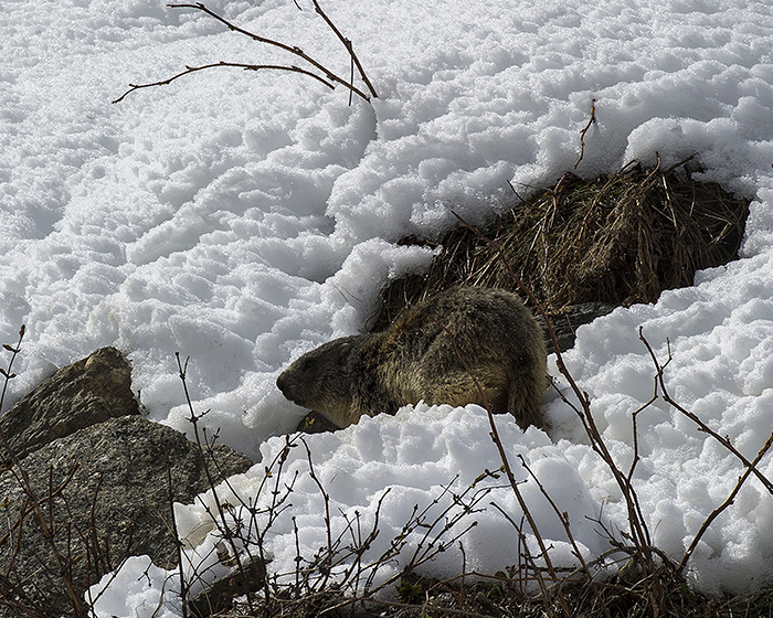 Marmotta nel  Parco del Gran Paradiso