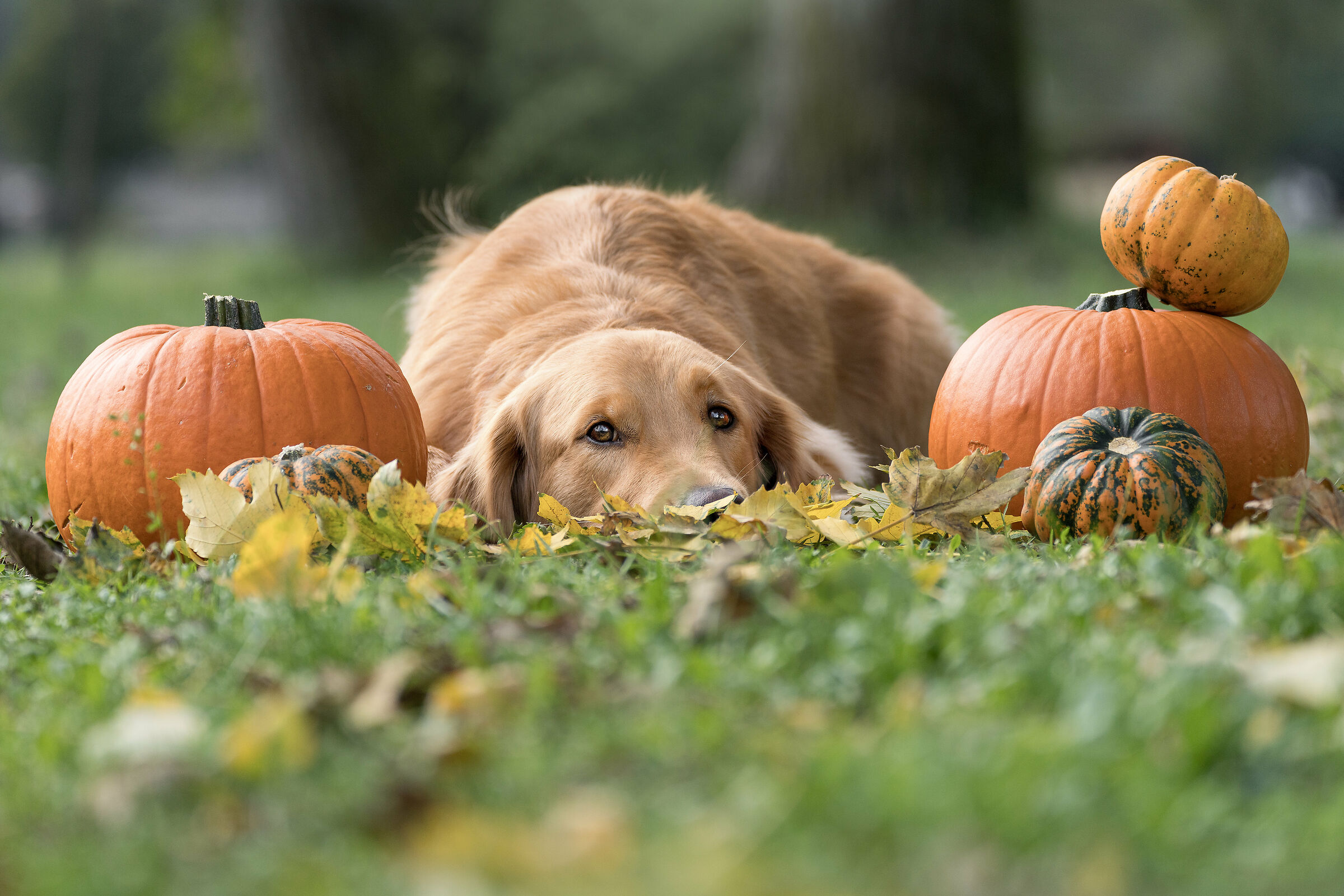 Maggie in versione Halloween