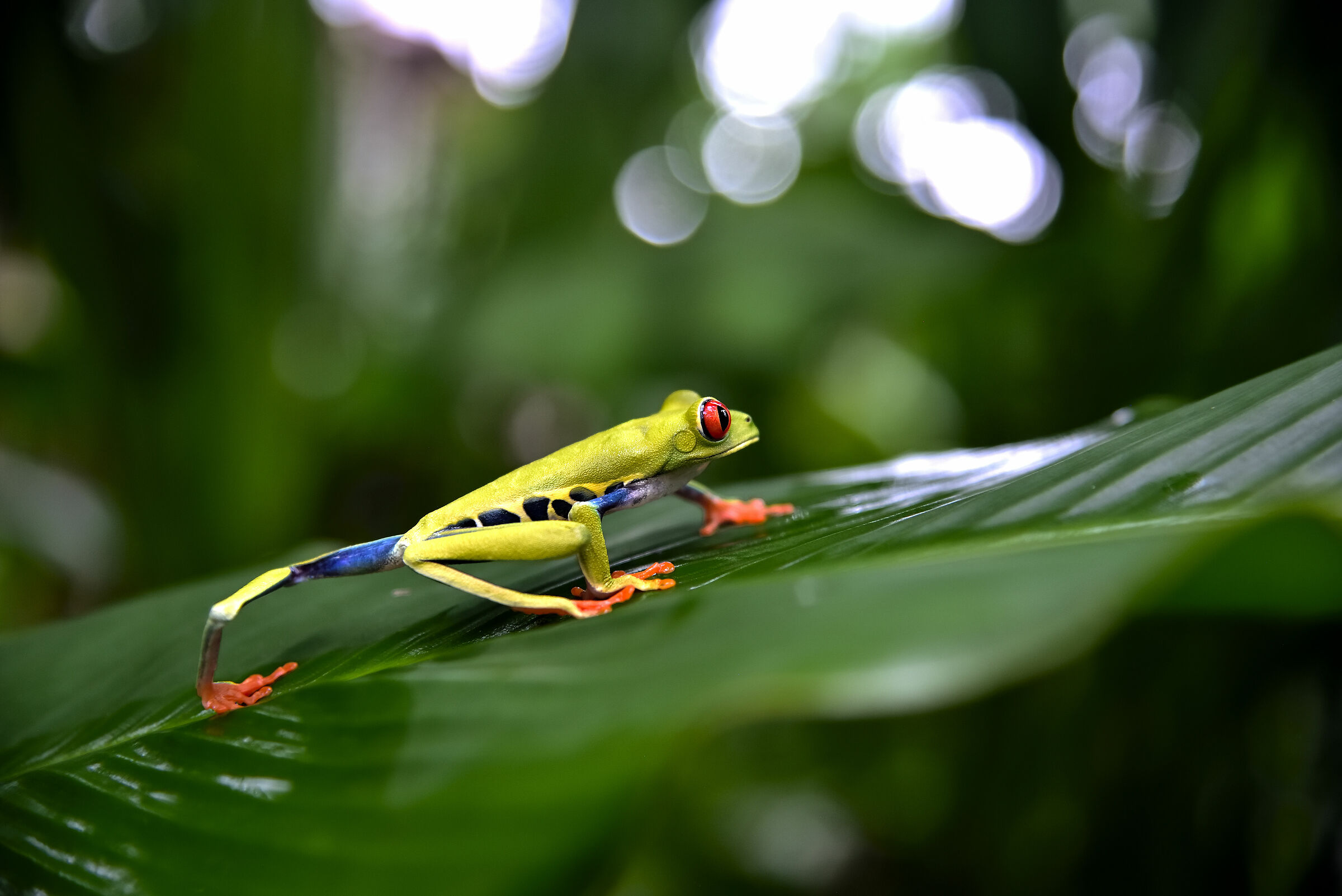 A beautiful red eye three frog moves on the leaf