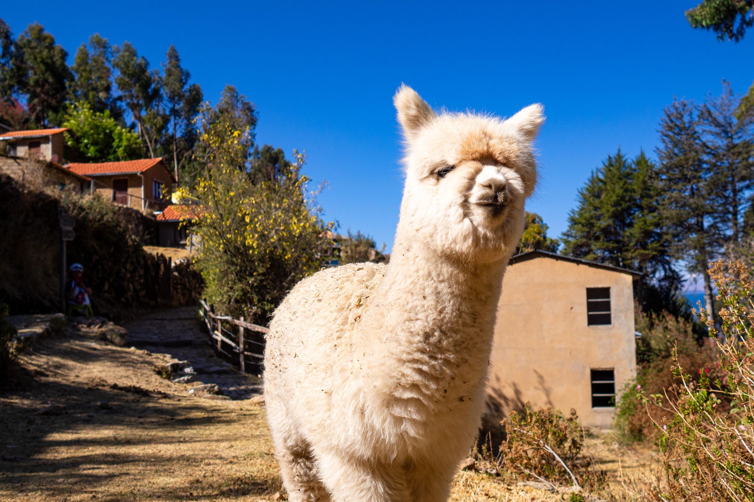 Alpaca all'Isla del Sol - Lago Titicaca
