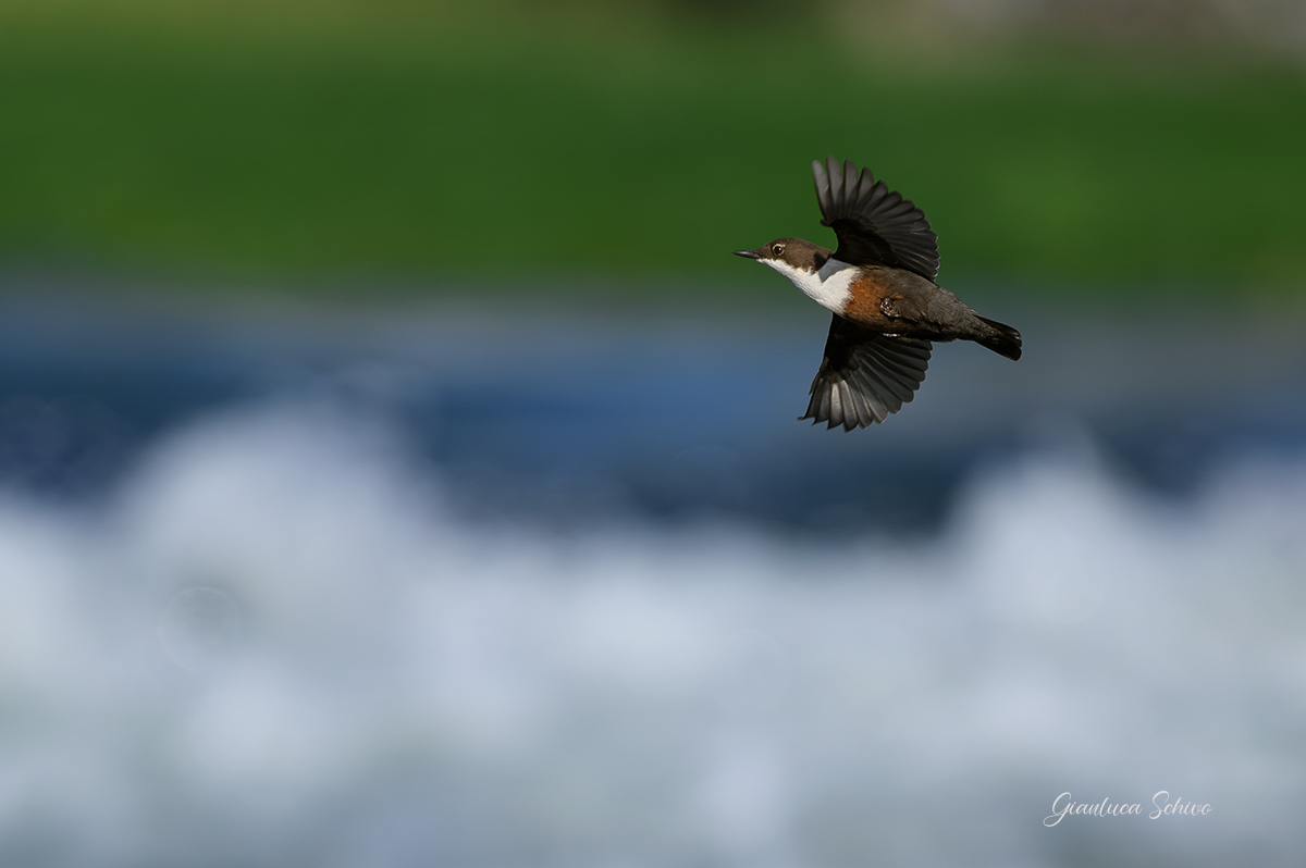 White-throated dipper