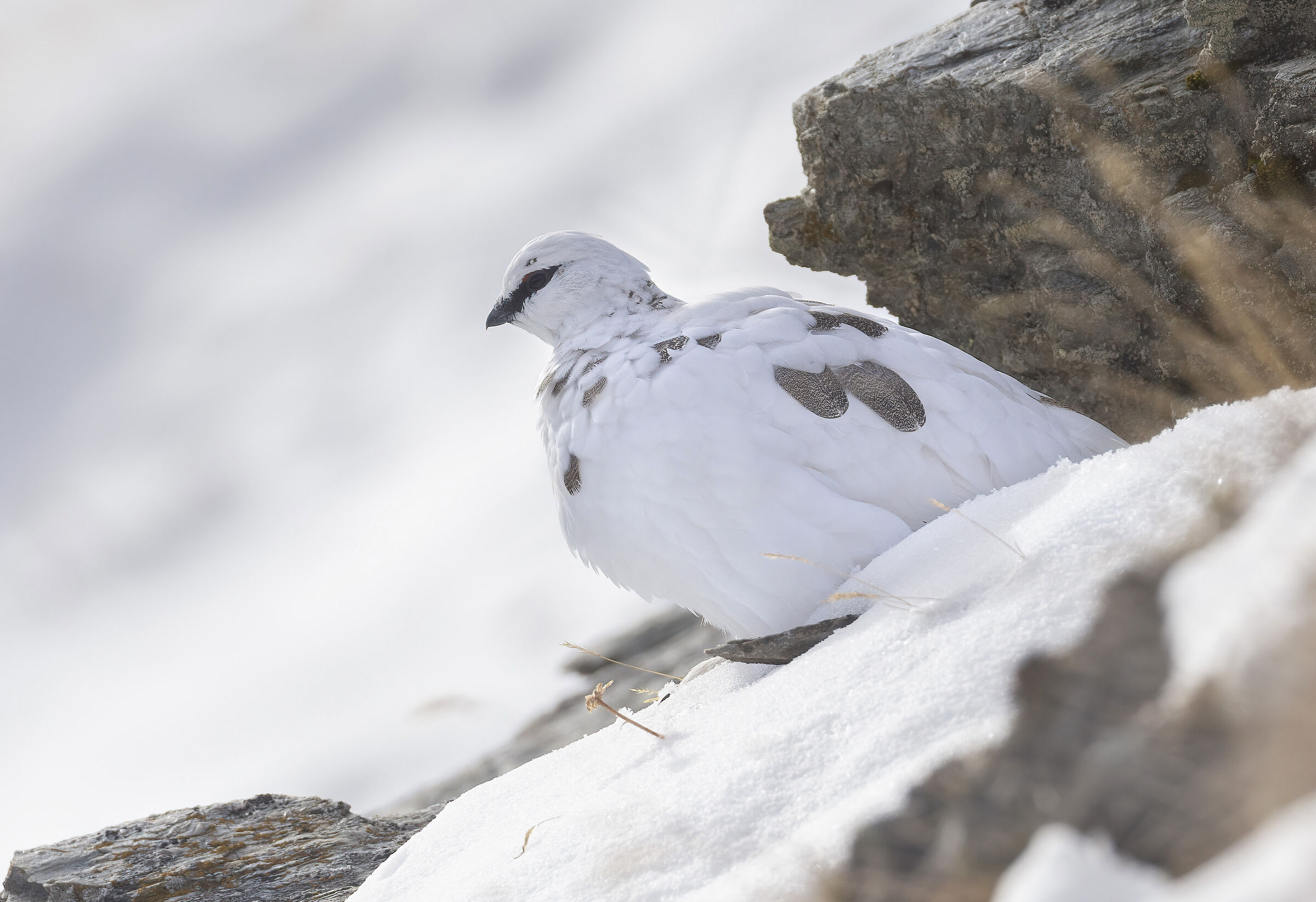 osservando l'abisso, pernice bianca