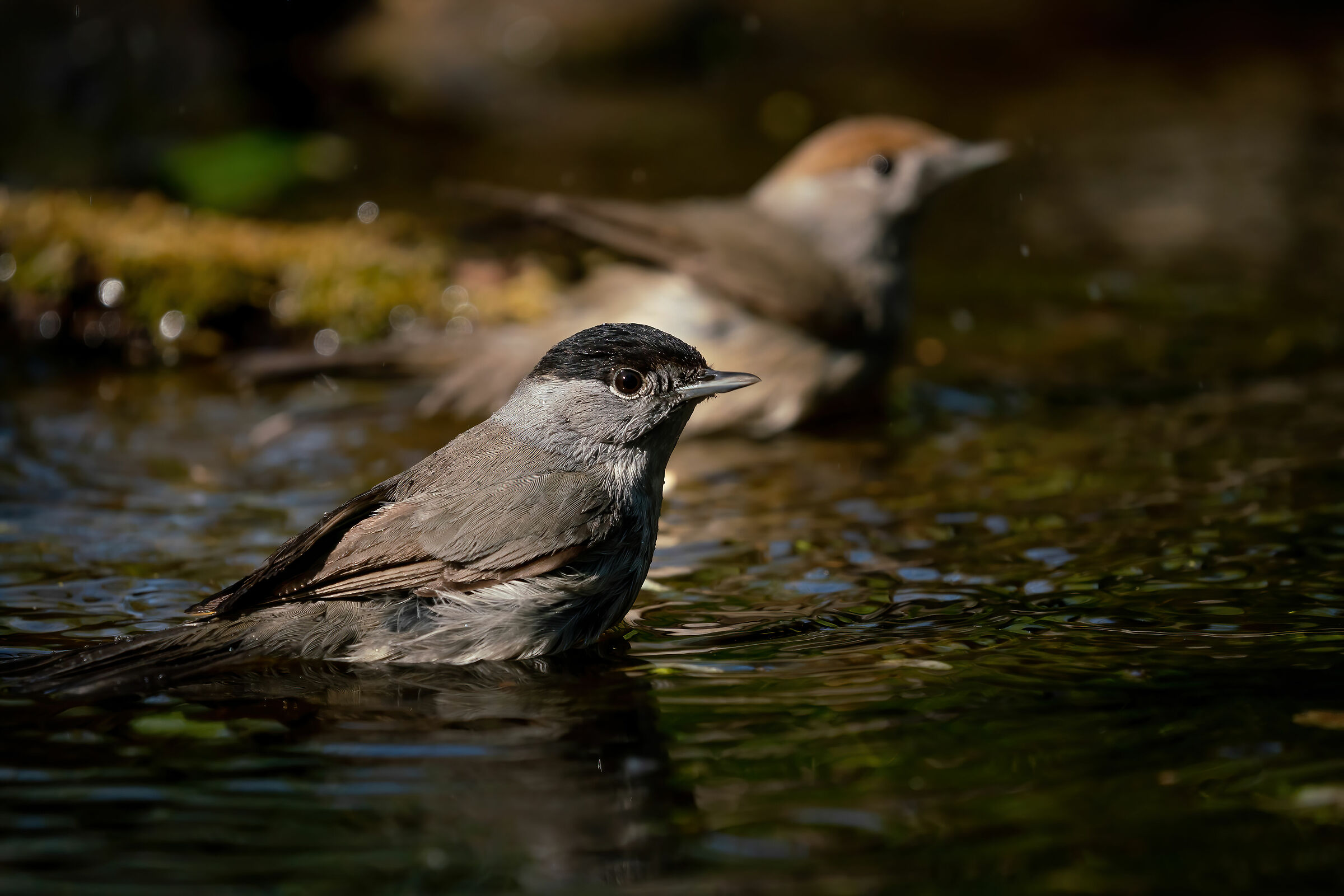La strana coppia -Capinera maschio e femmina