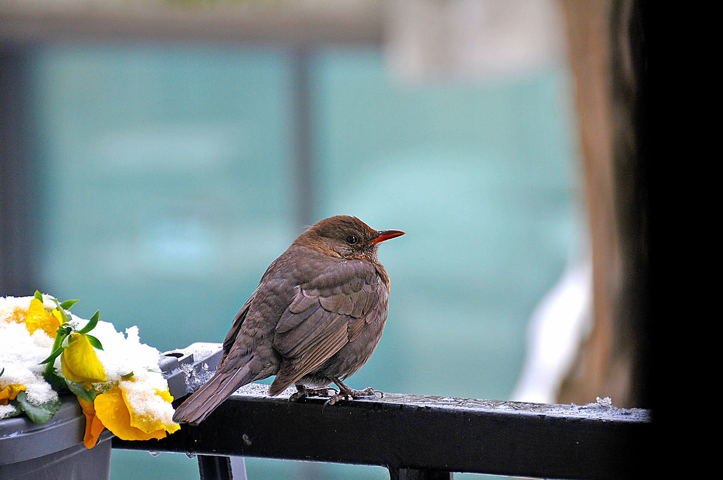 The blackbird and the snow