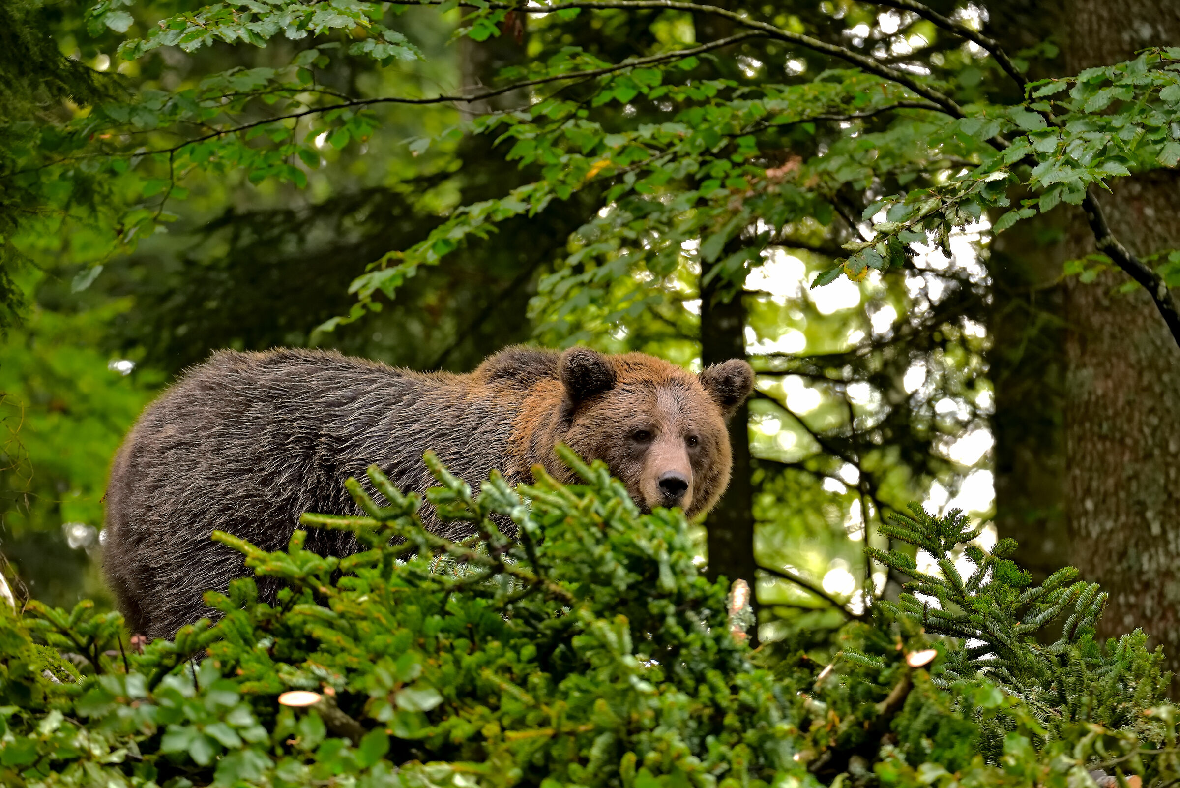 A big male of brown bear hiding in the bush