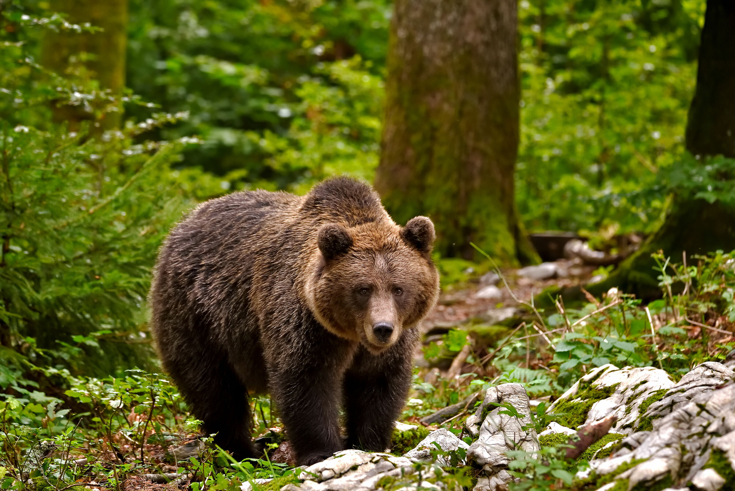 A shy brown bear look into my camera