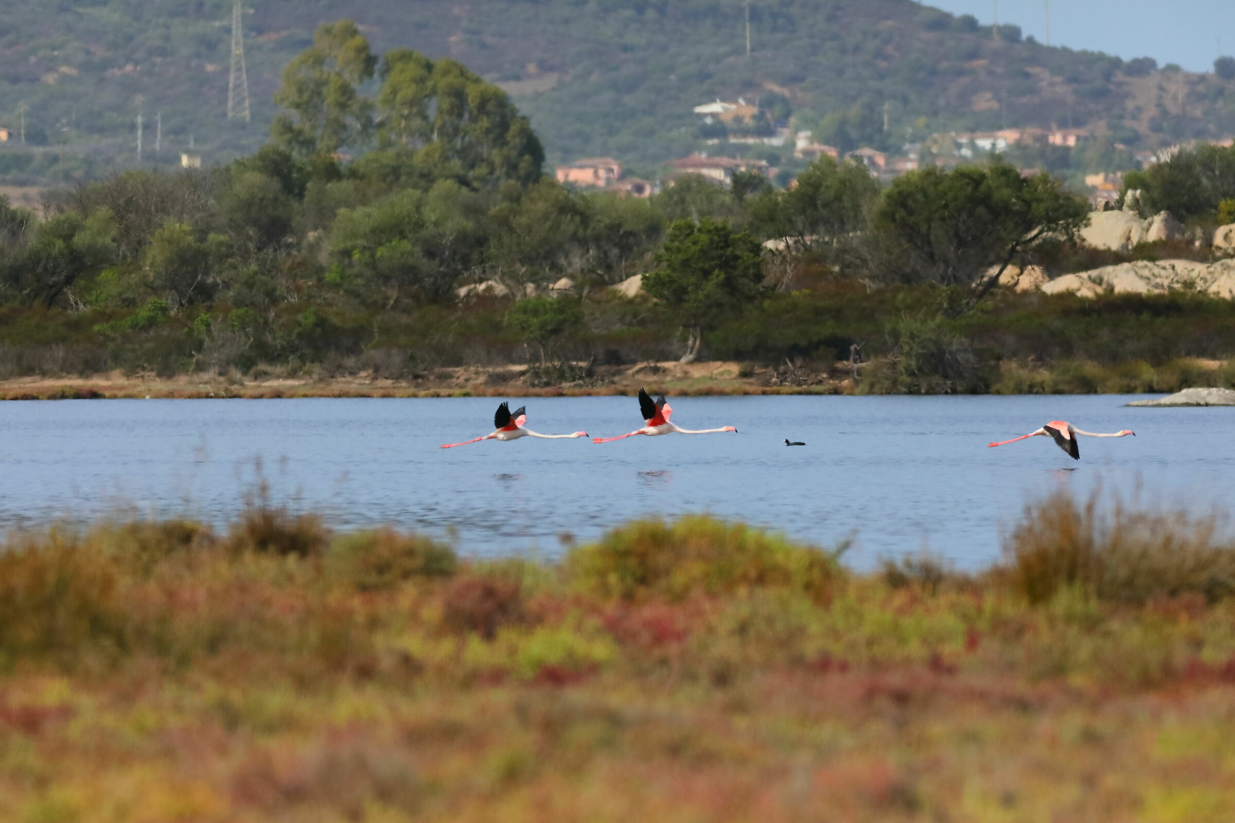 Fenicotteri 19-09-2023