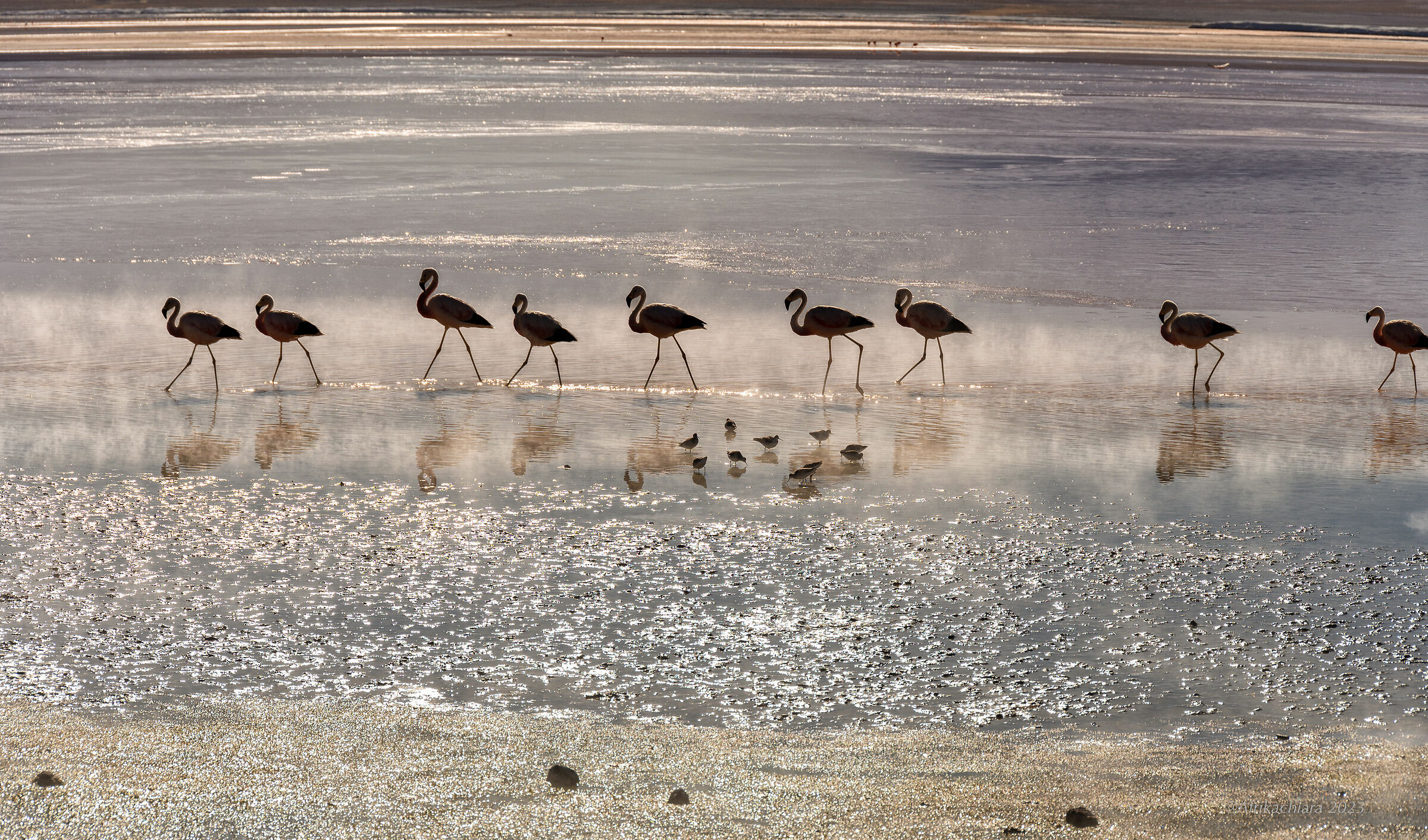 Flamingos in the Laguna Colorada