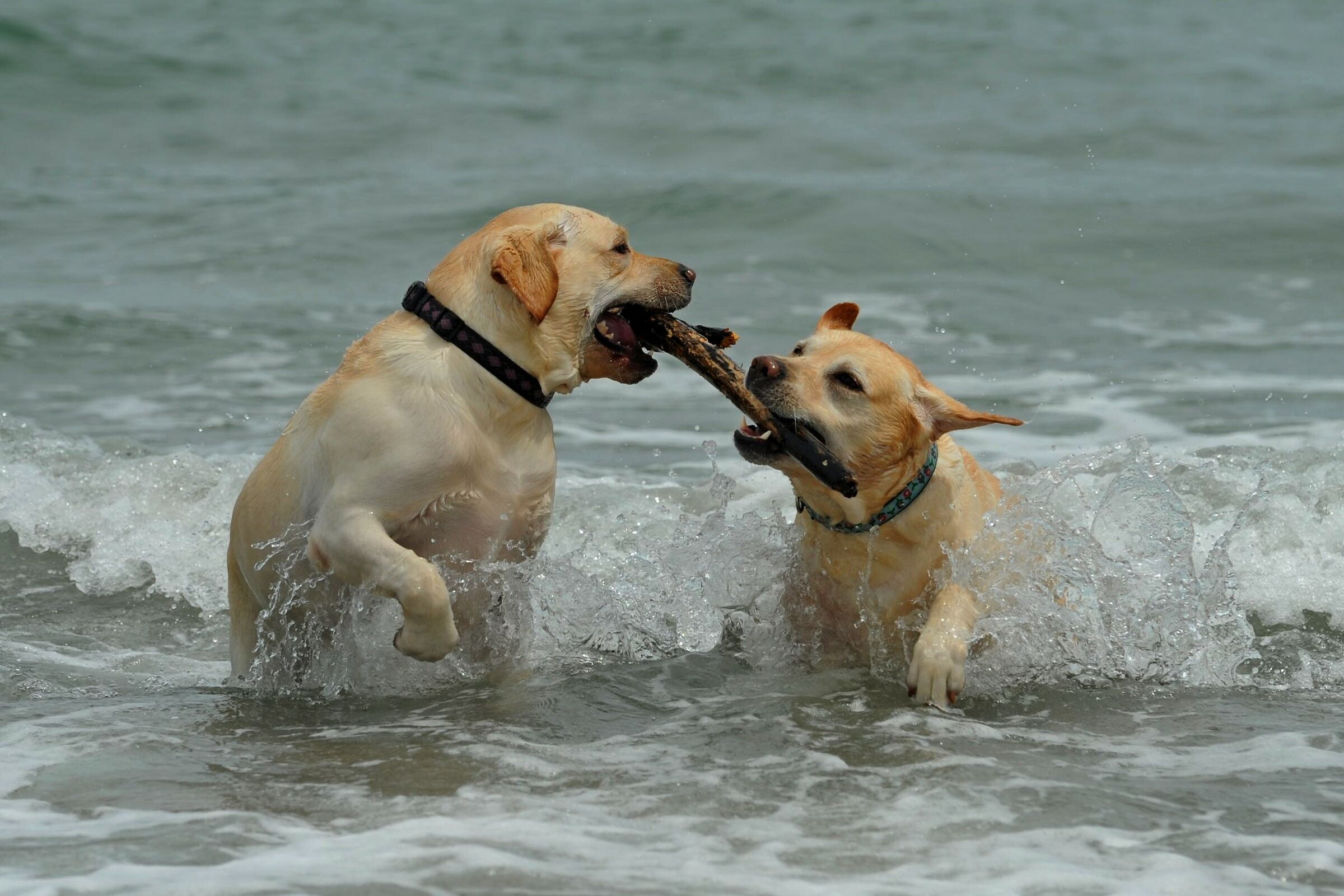 Teo and Paco
