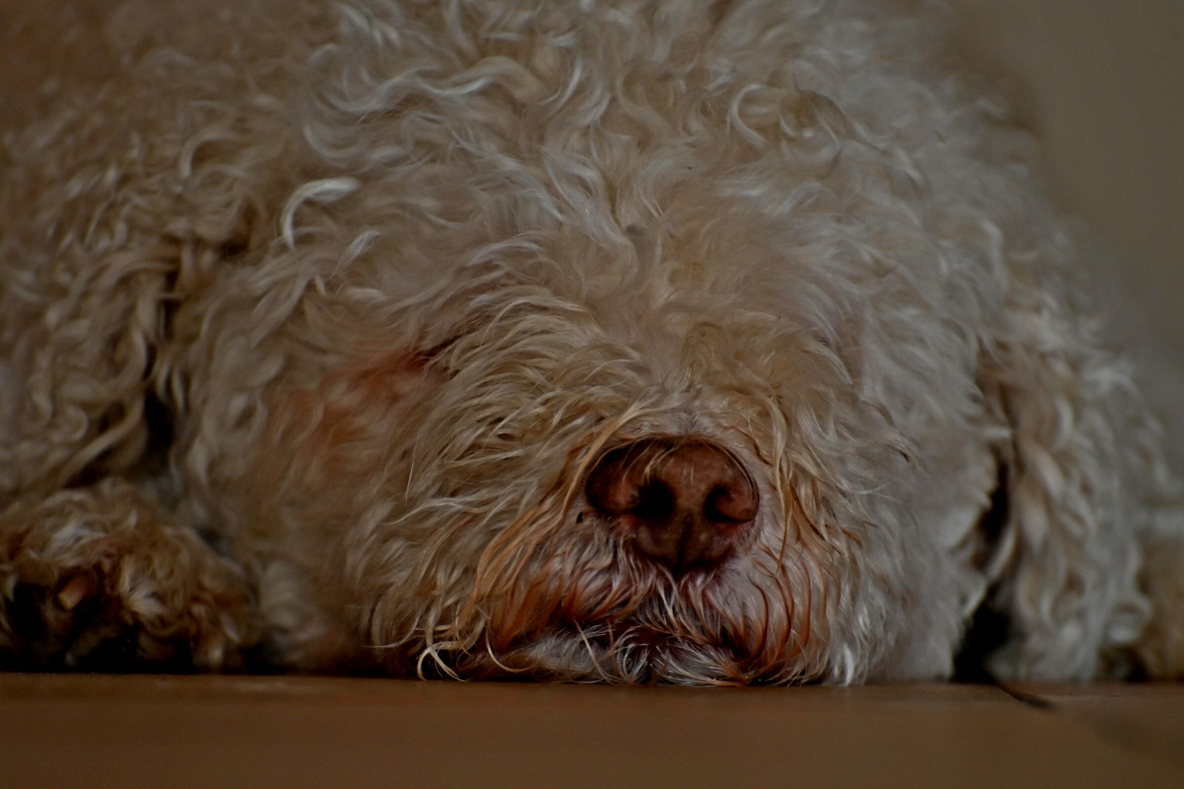 Giotto 1