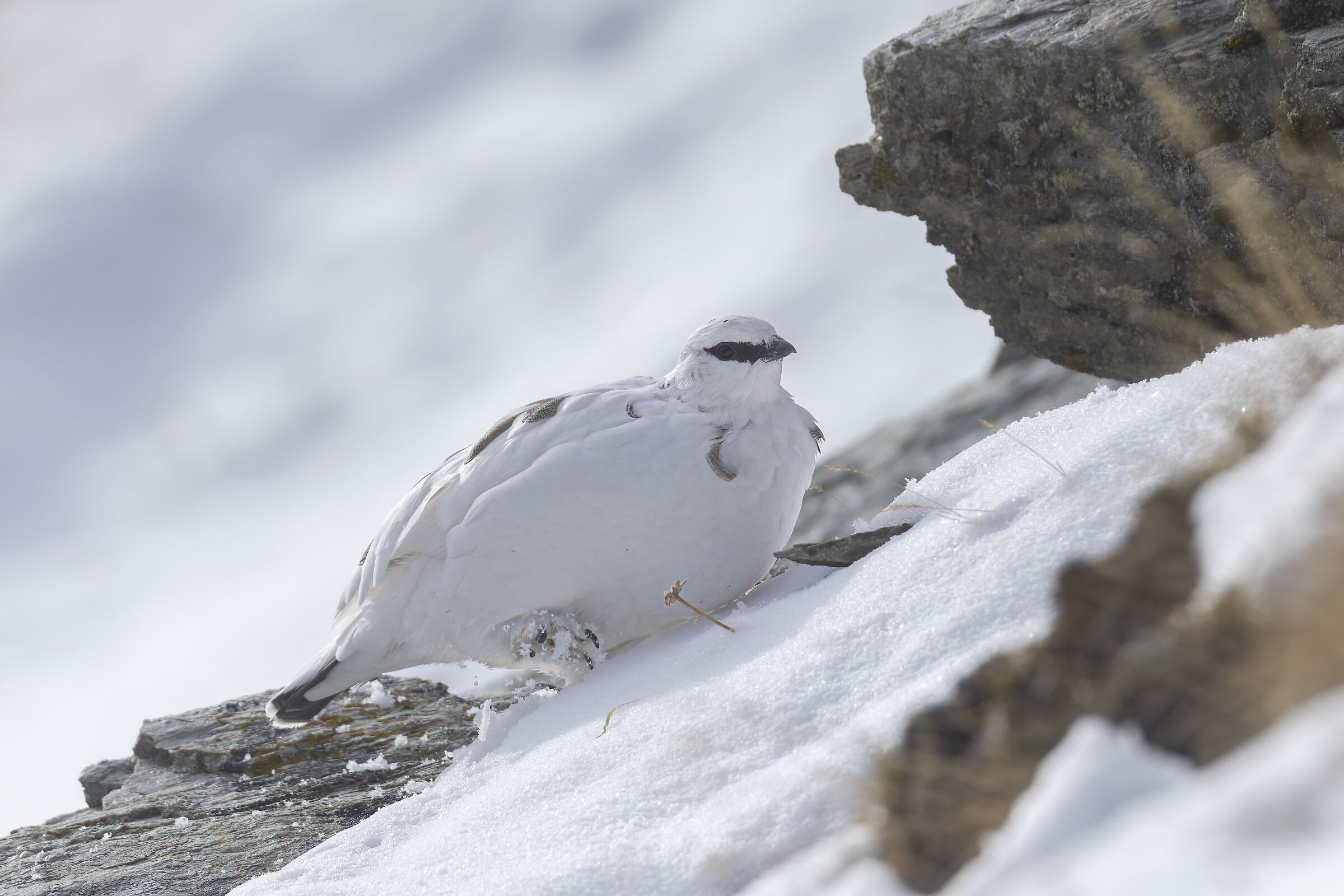 risalendo nella neve, pernice bianca