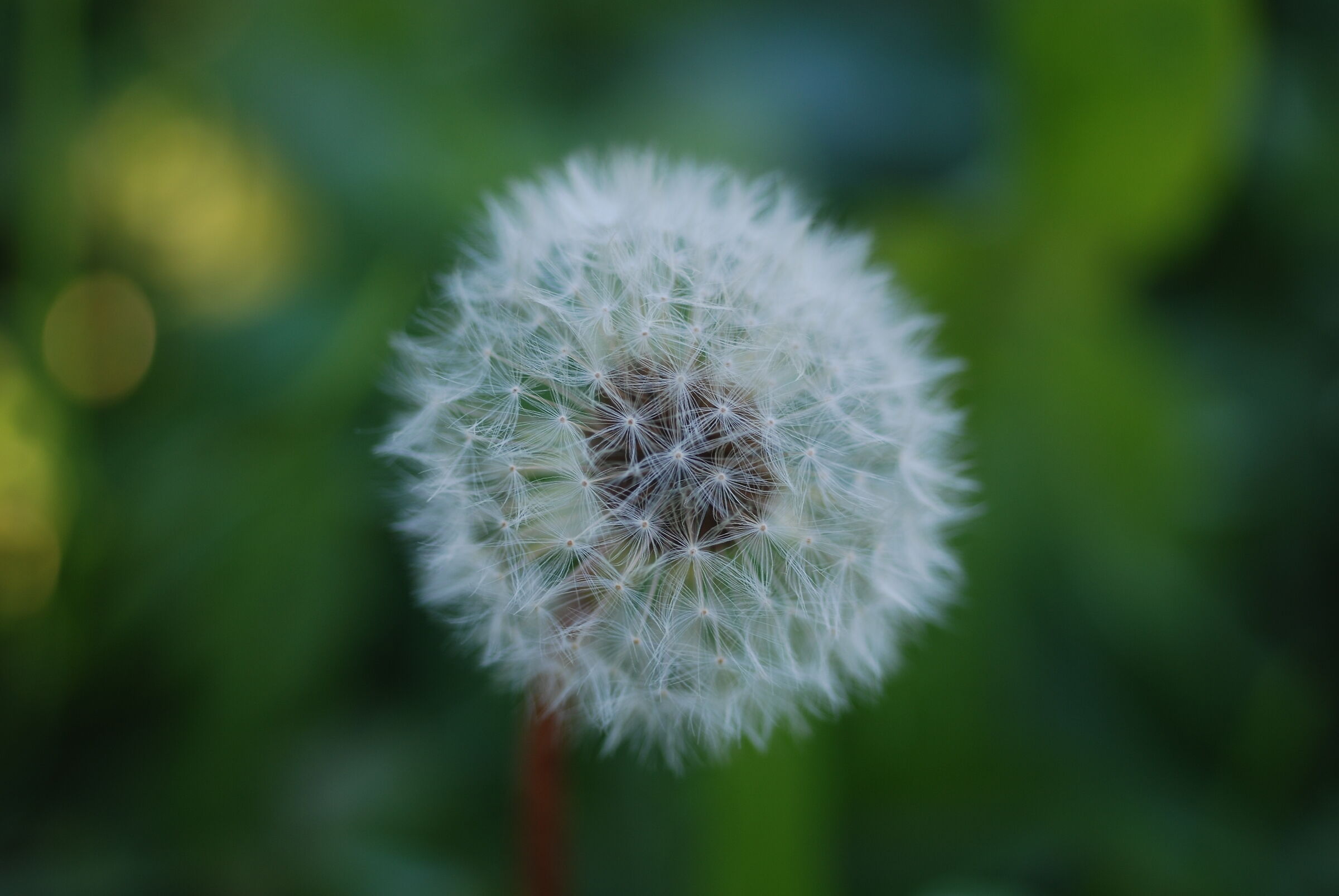 Dandelion