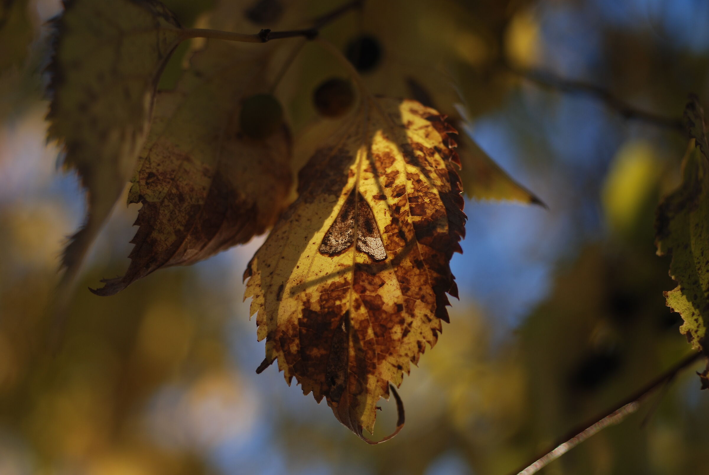 Autumn Heart
