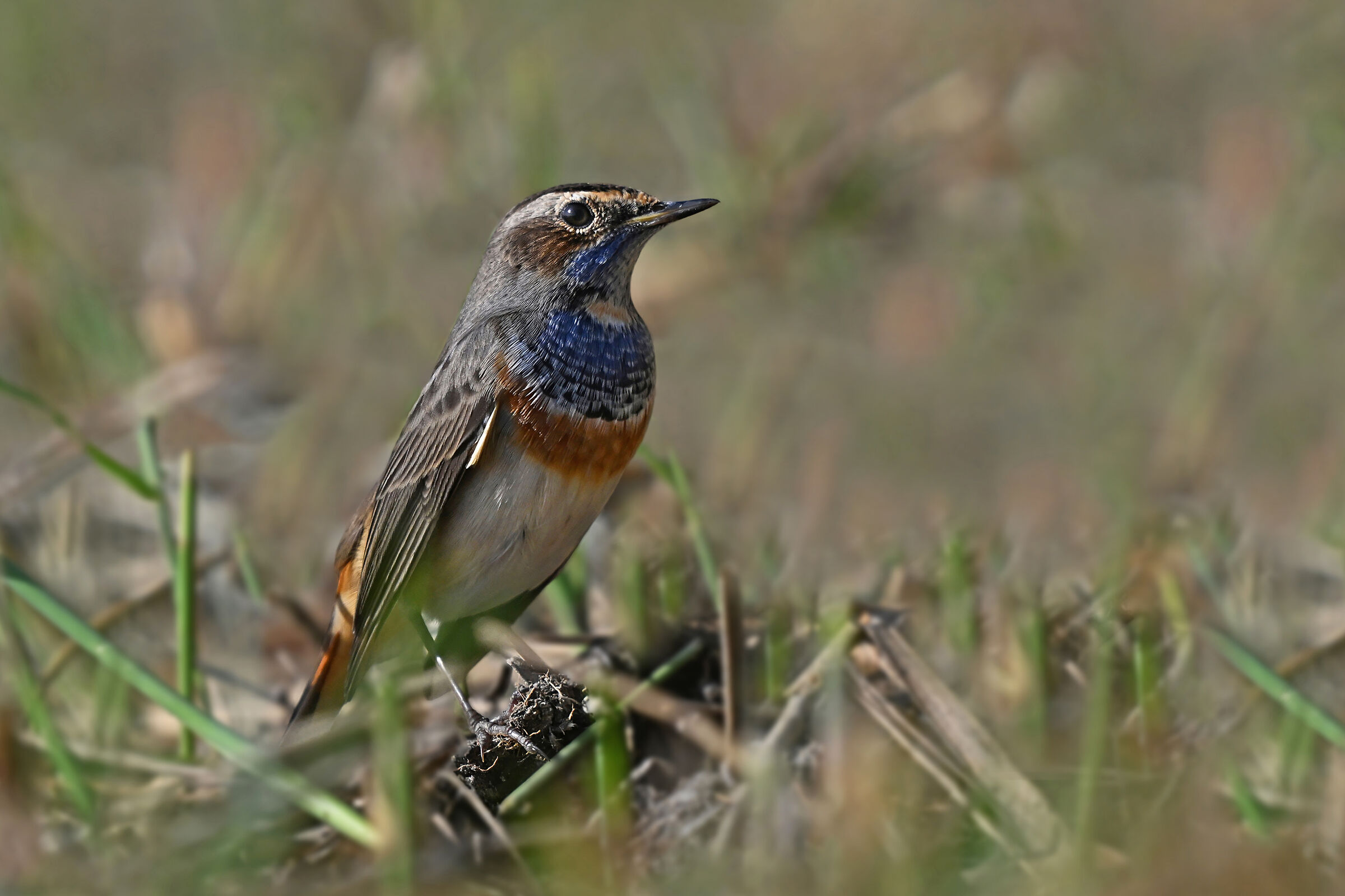 Feather Stories 6 ( Bluethroat )