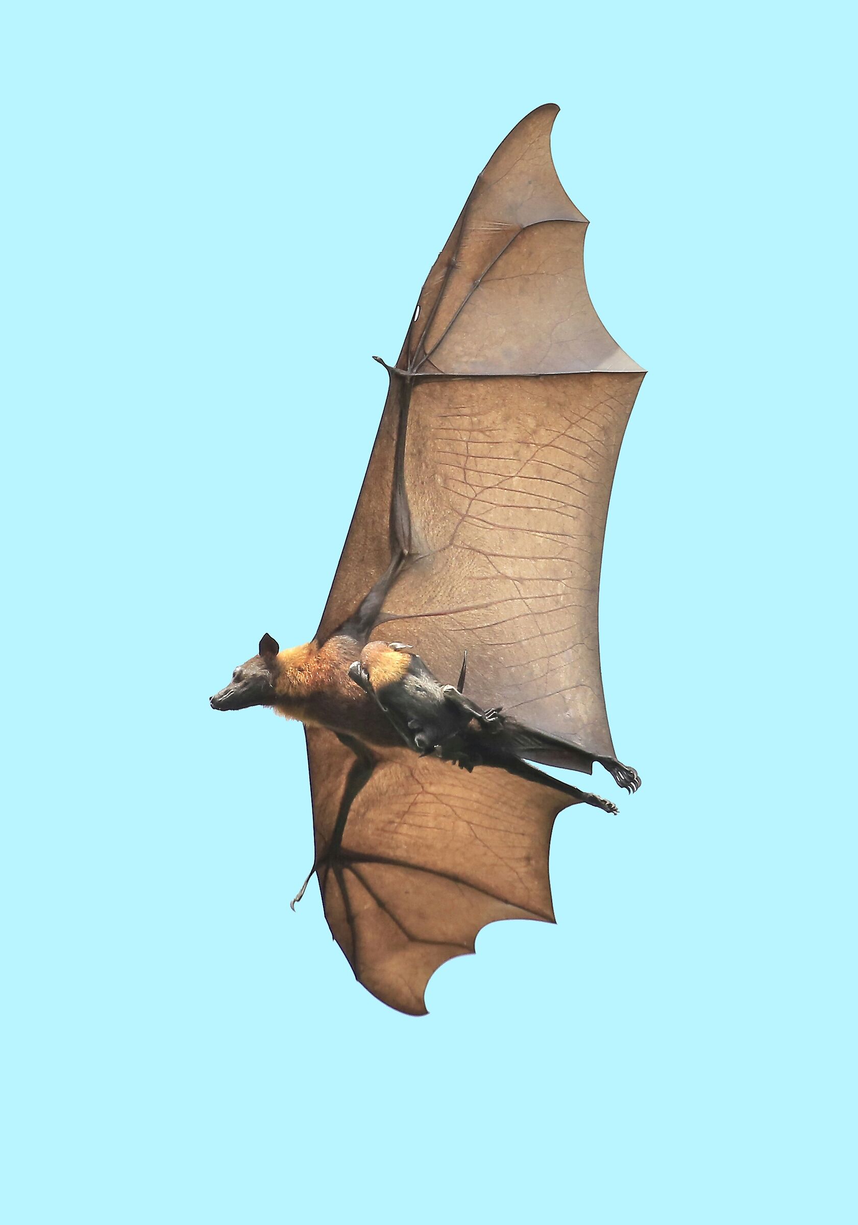 Piccolo a bordo - fly Fox -volpe volante