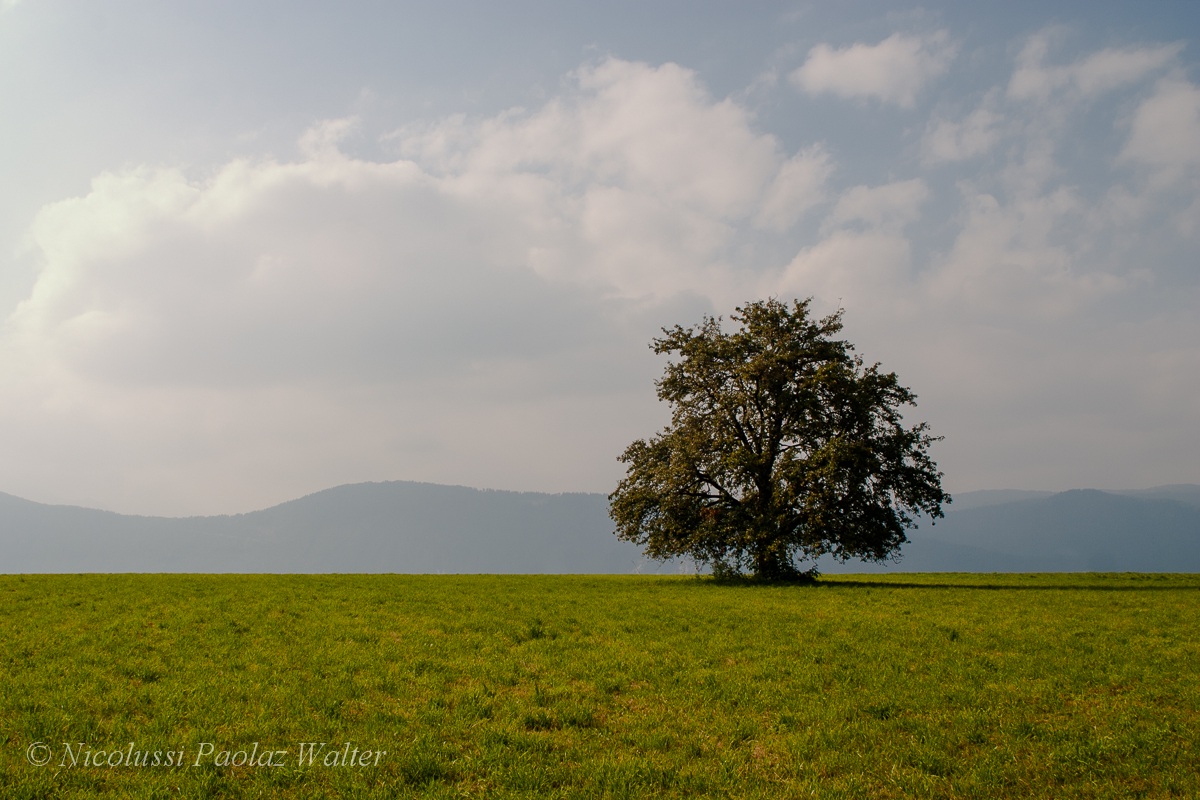 Giganti solitari: Alcioneo