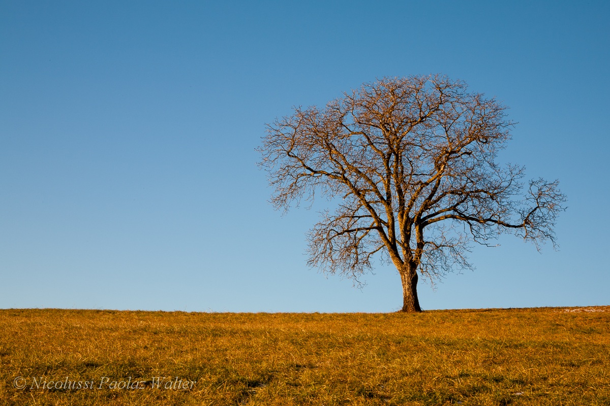 Giganti solitari: Efialte