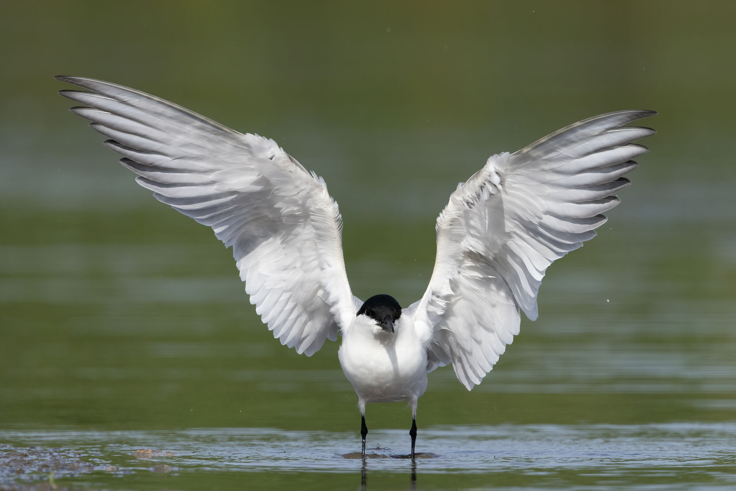 Gull-billed tern