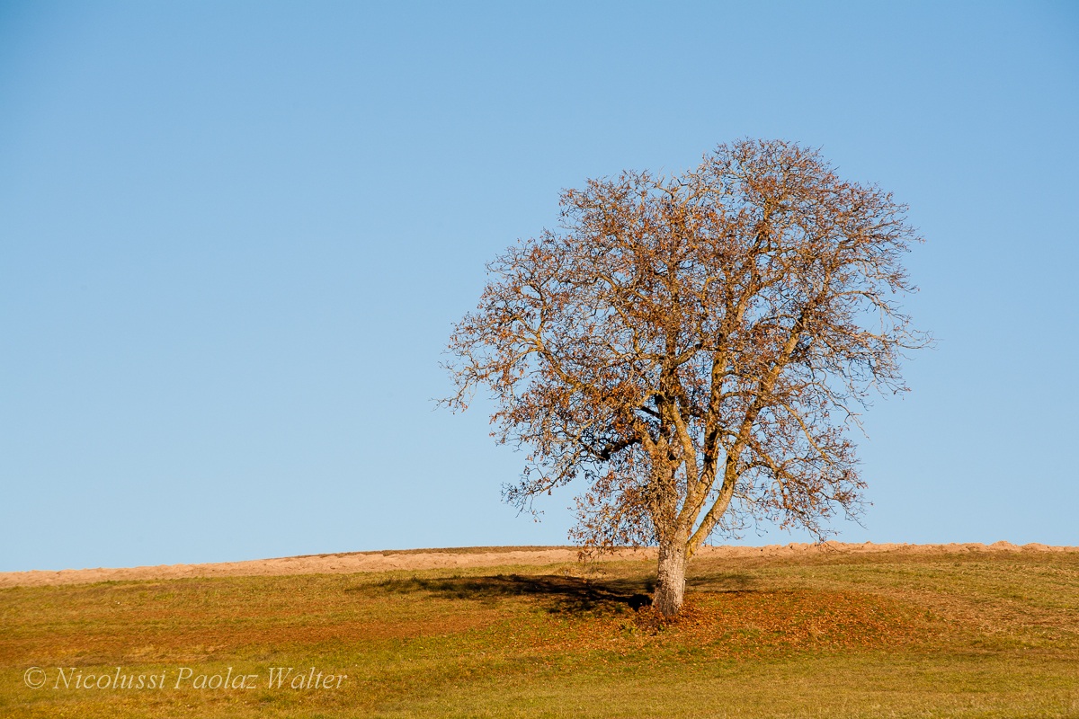 Giganti solitari: Eurito