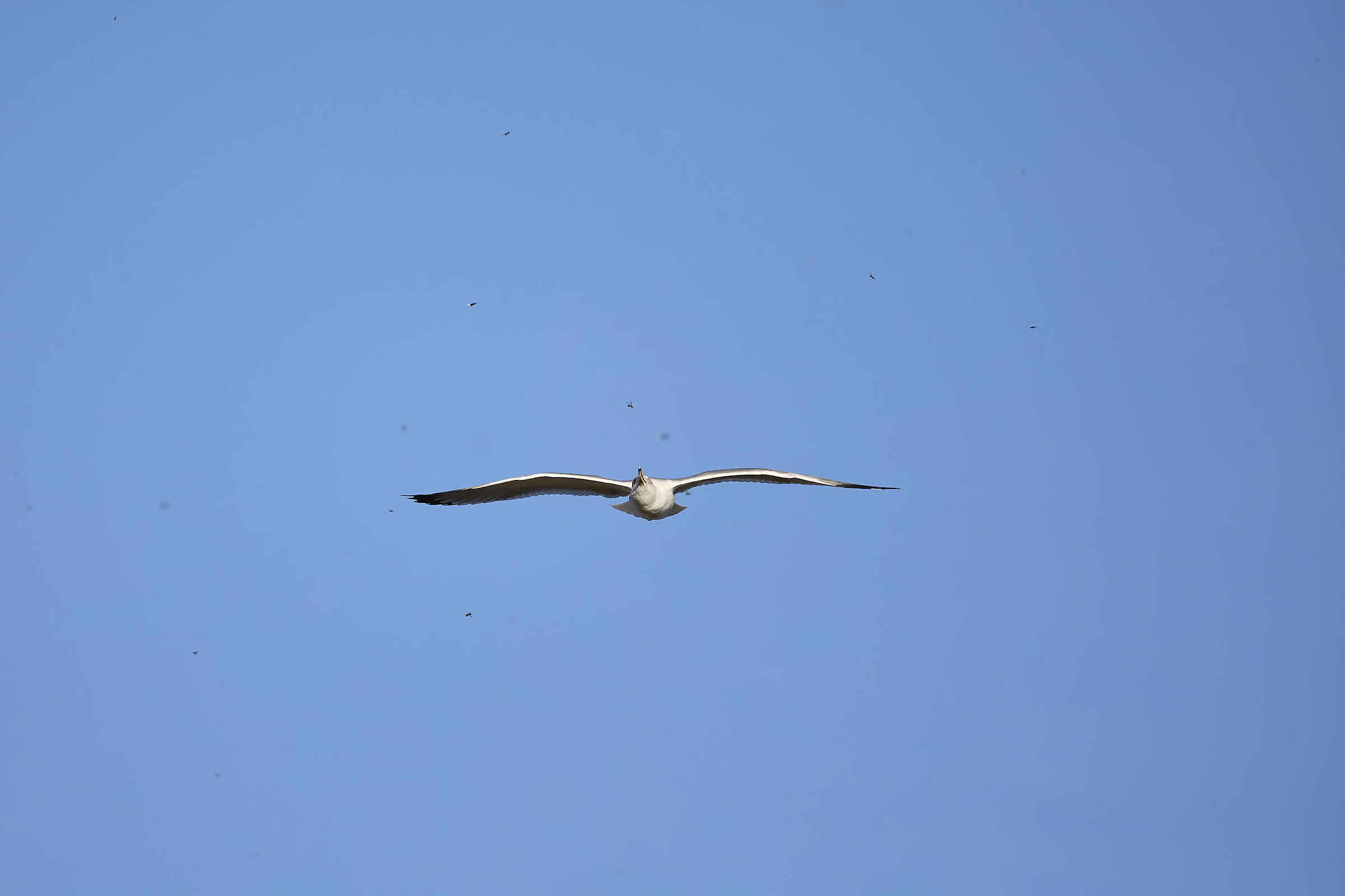 a caccia d'insetti alati