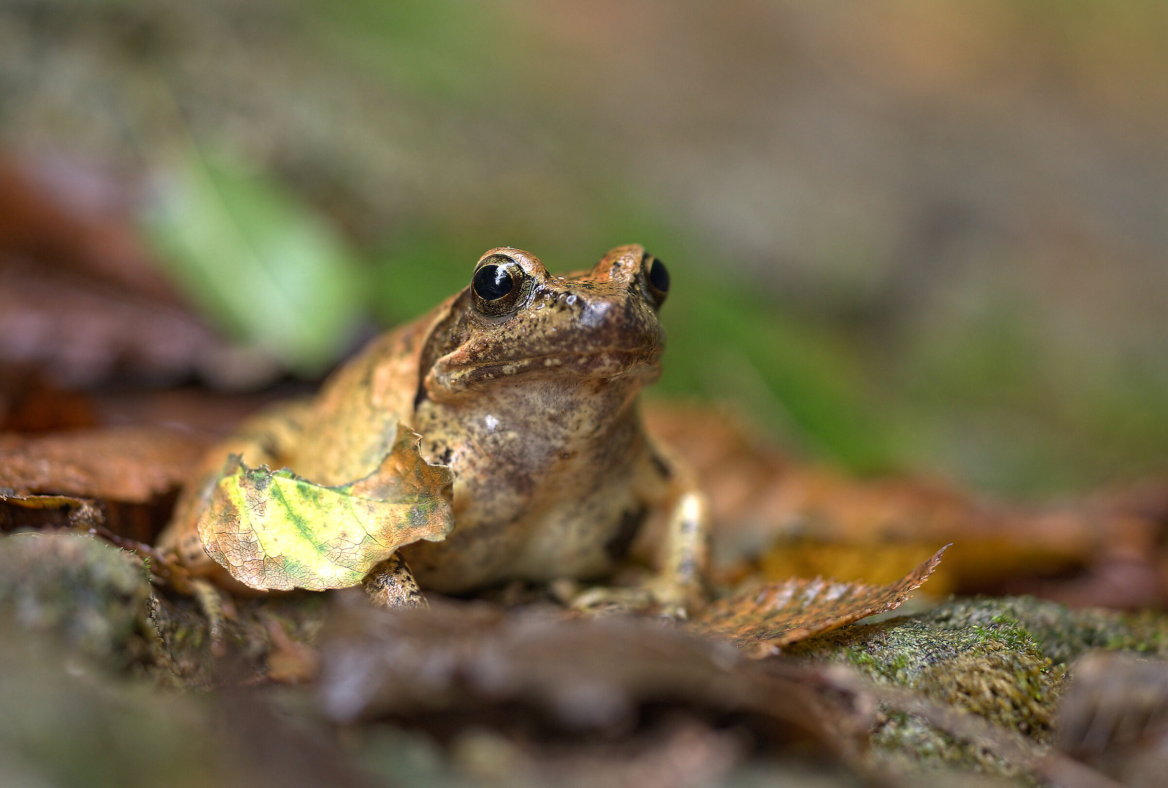Apennine frog
