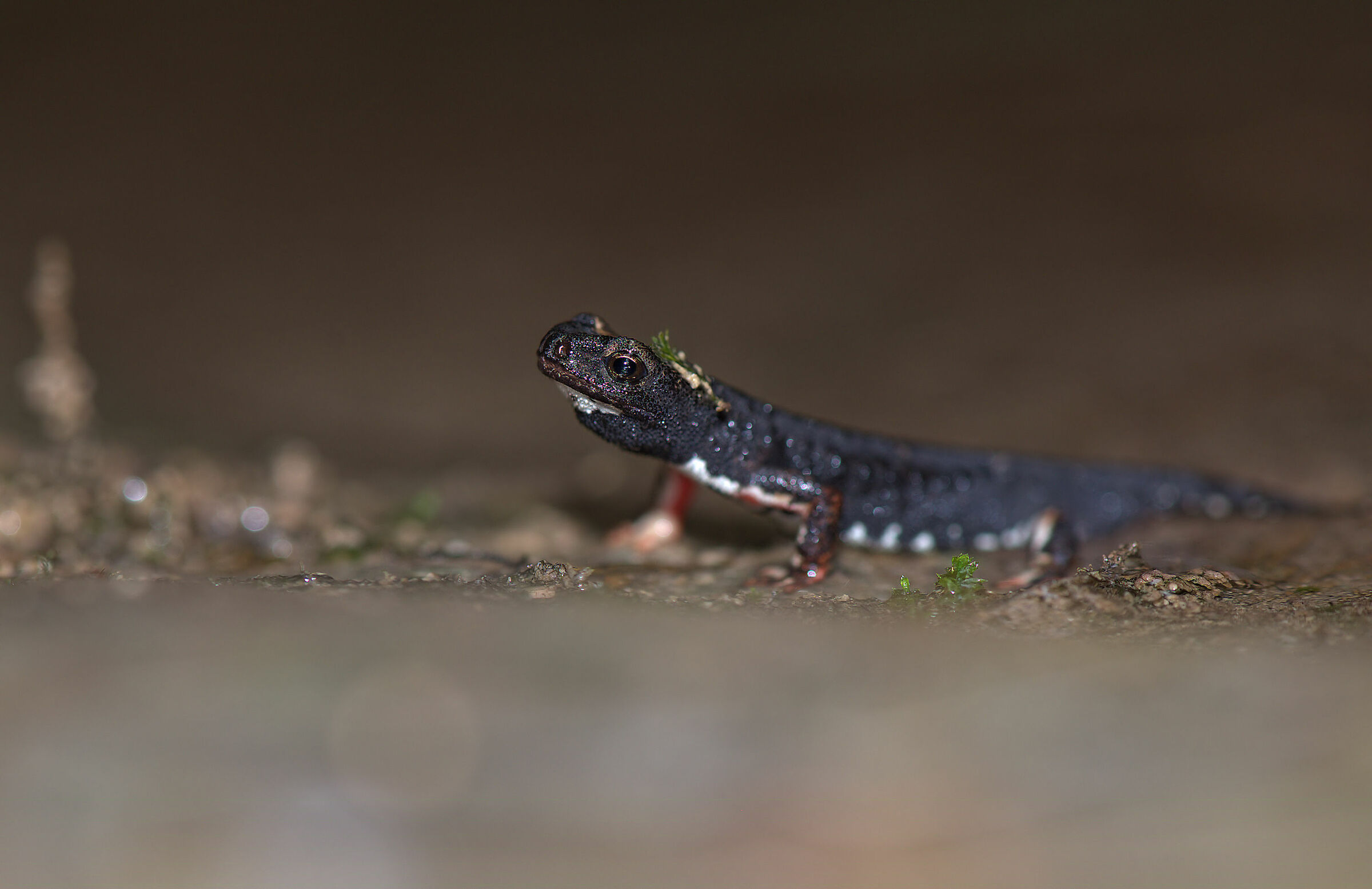 Spectacled salamander