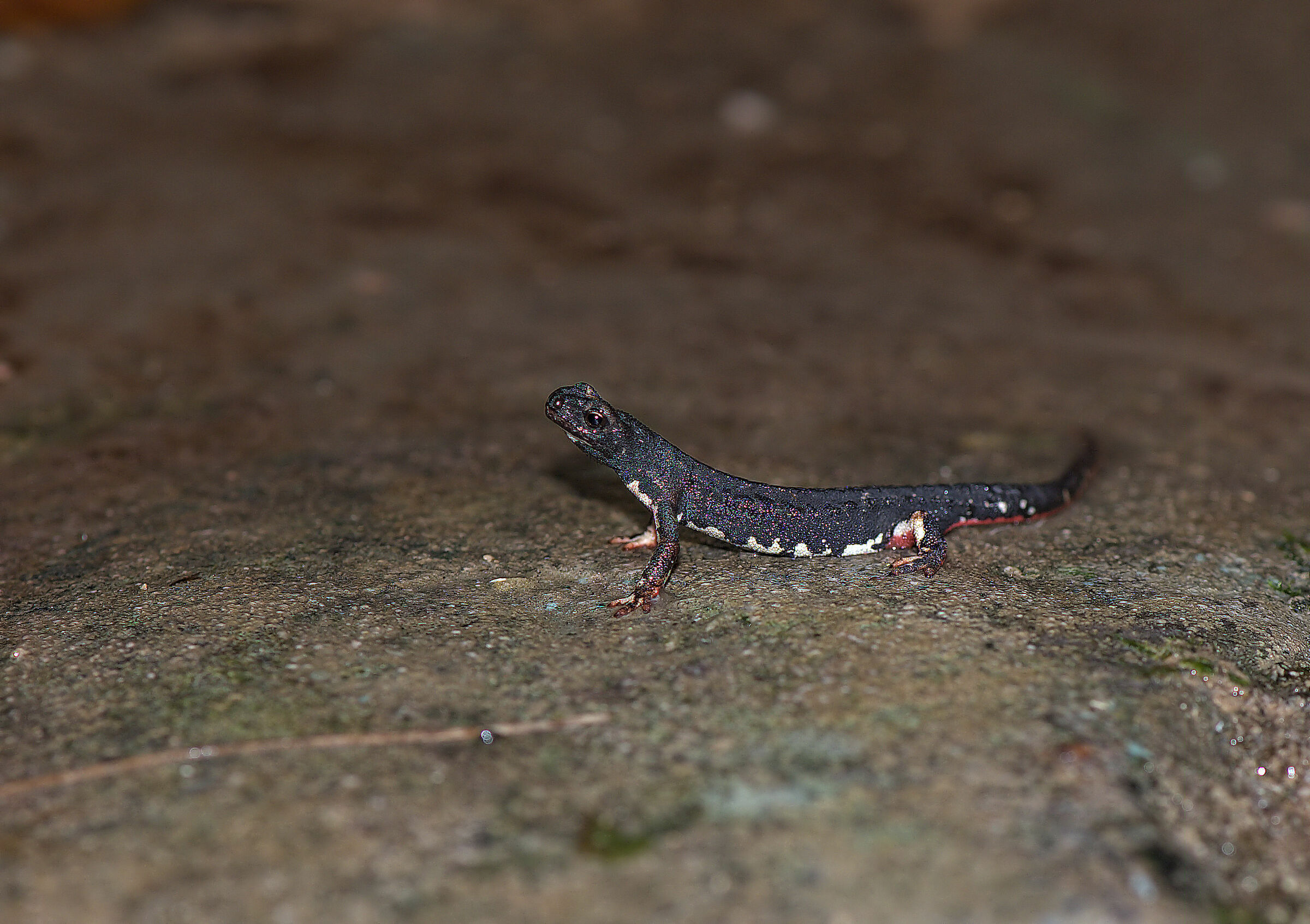 Spectacled salamander