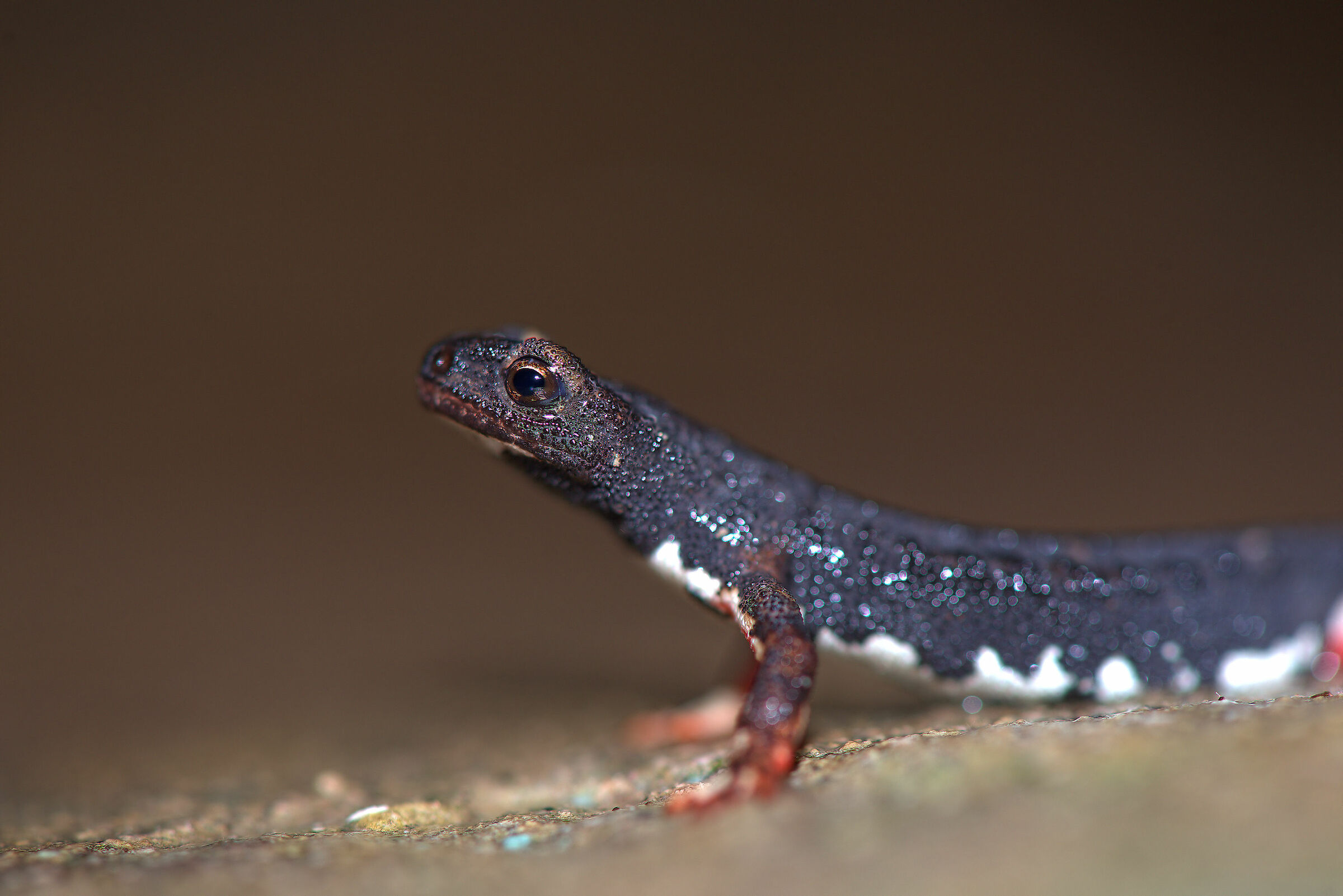 Spectacled salamander