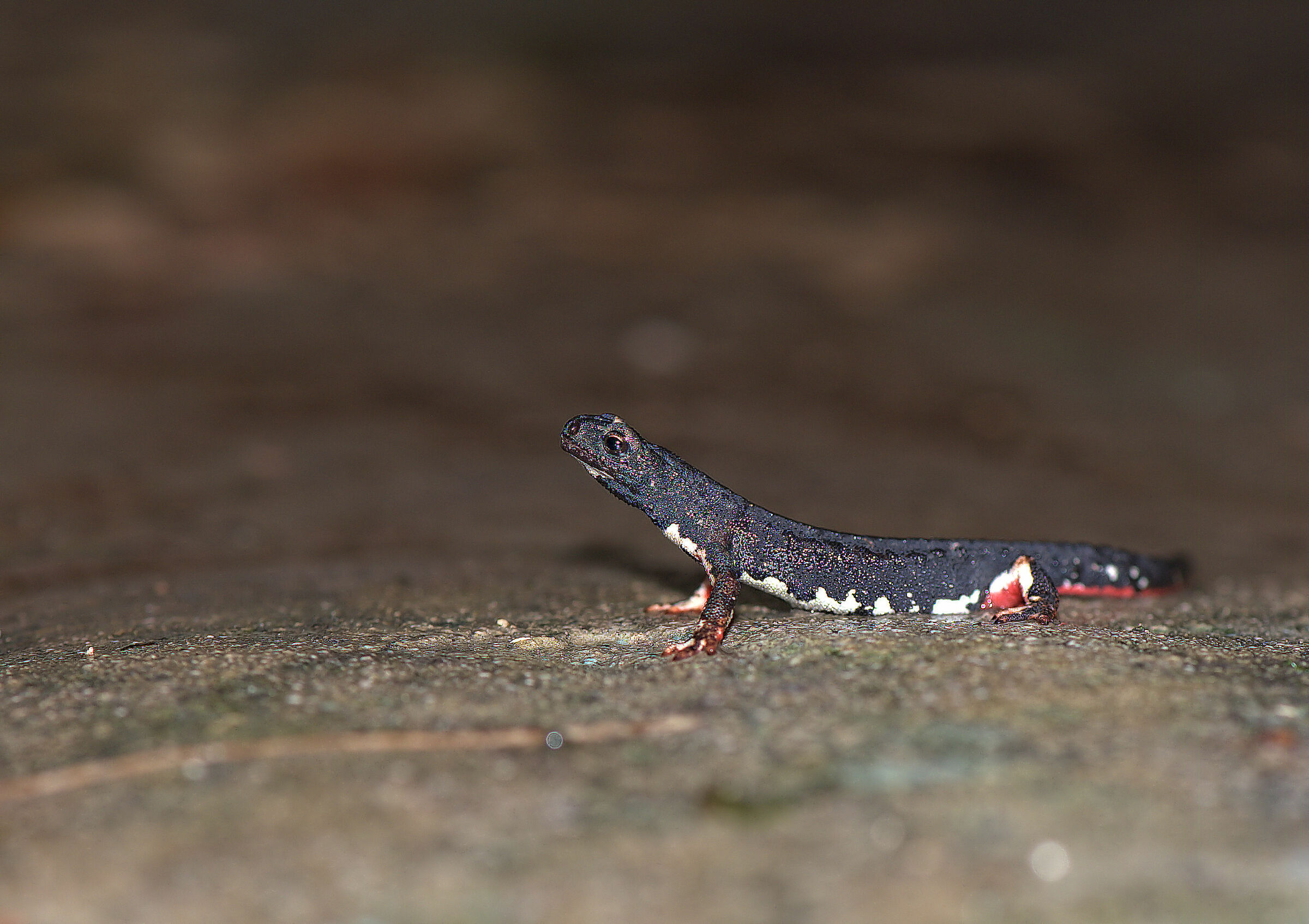 Spectacled salamander