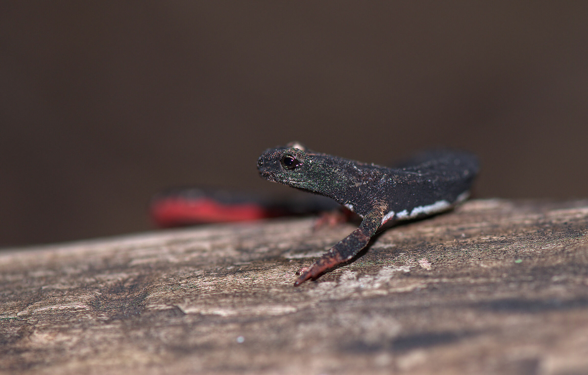 Spectacled salamander