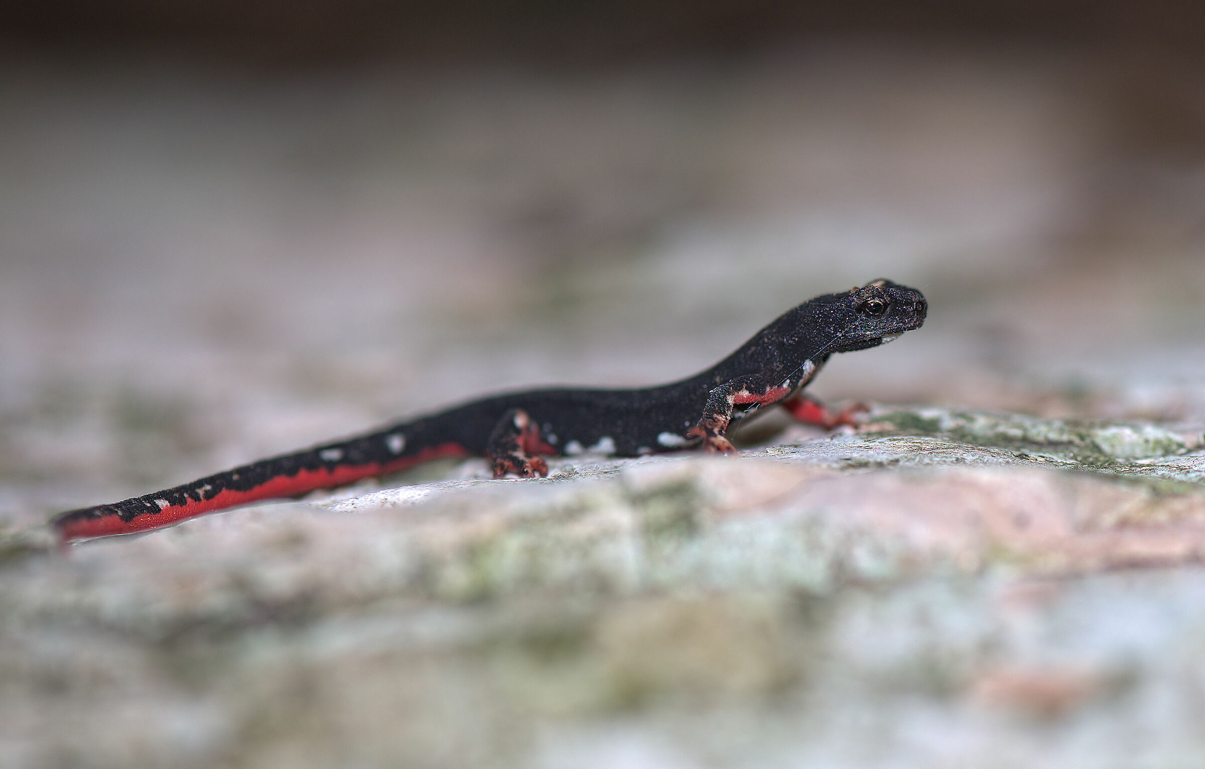 Spectacled salamander