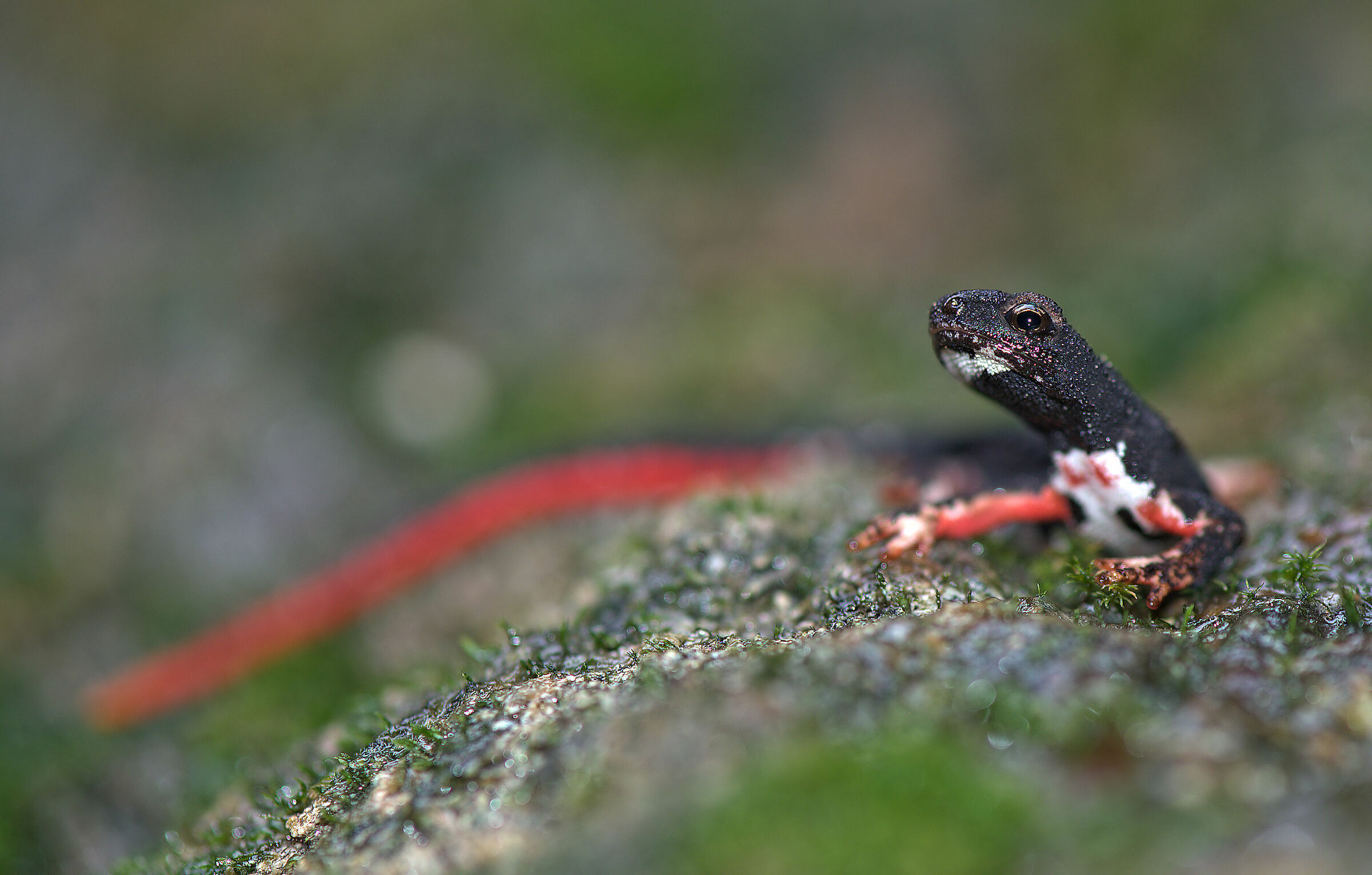 Spectacled salamander
