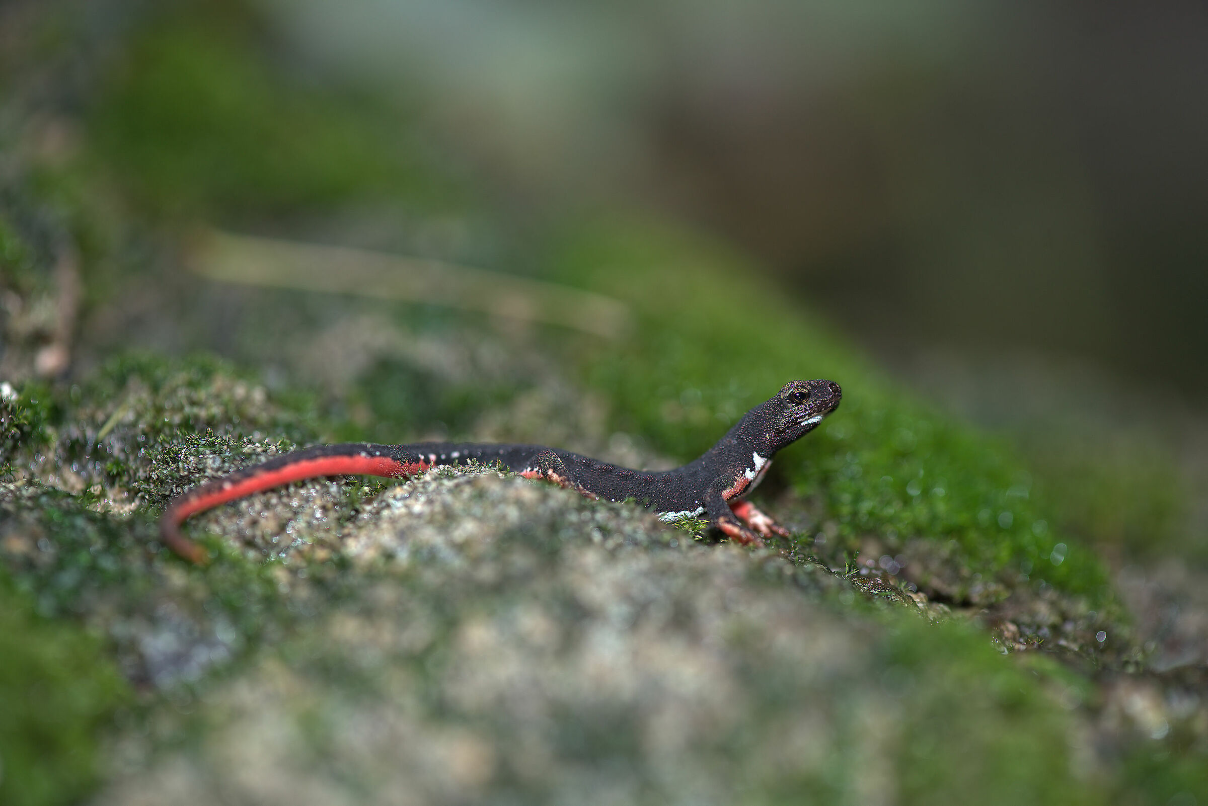 Spectacled salamander
