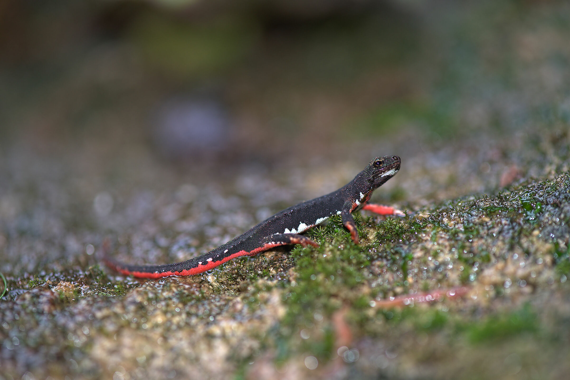 Spectacled salamander