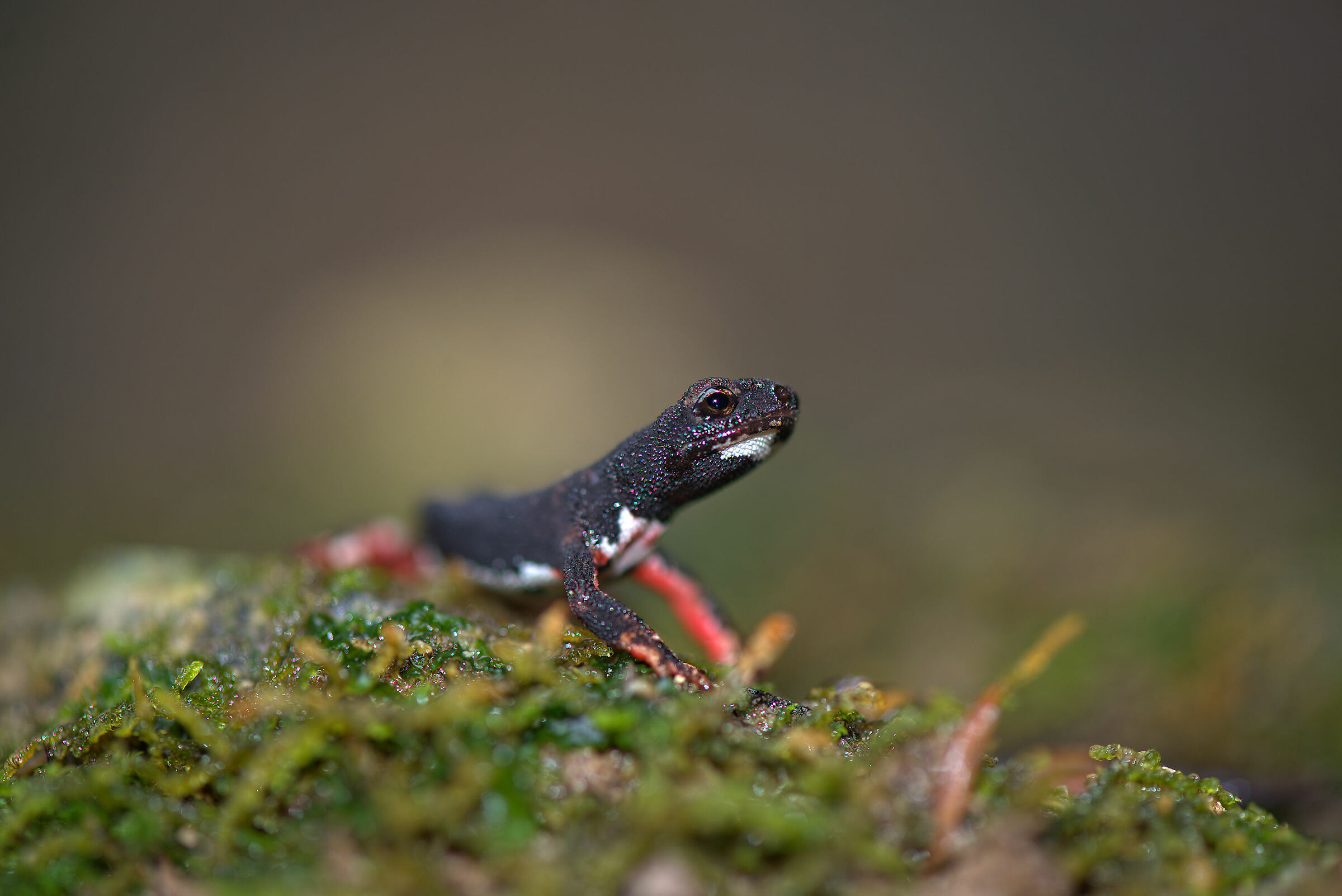 Spectacled salamander
