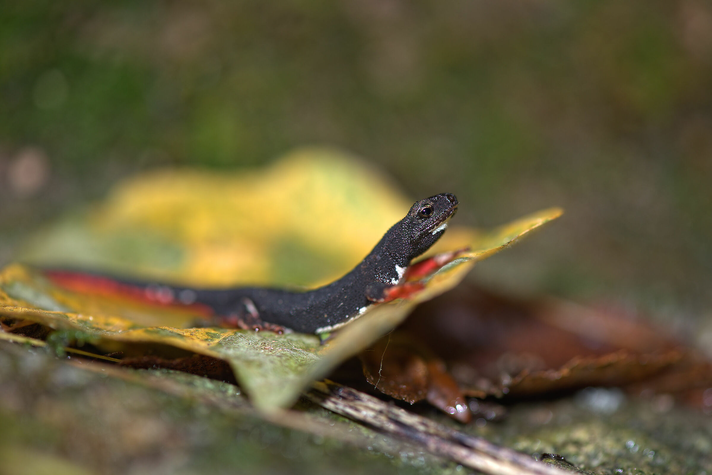 Spectacled salamander
