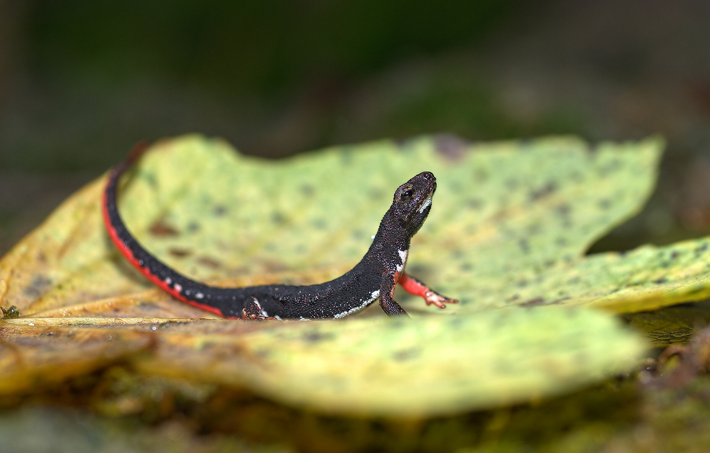 Spectacled salamander