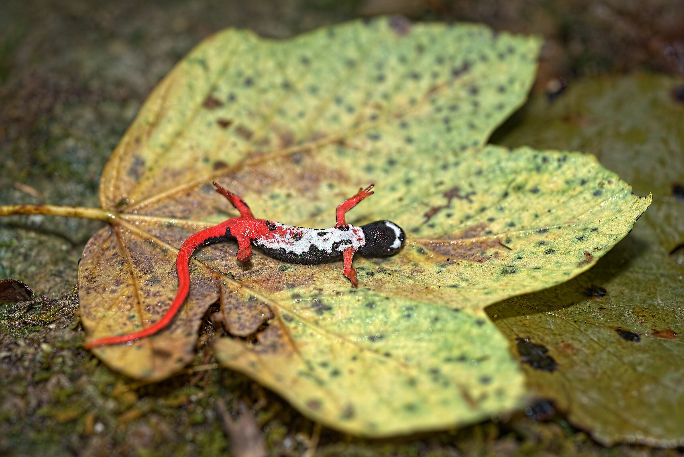 Spectacled salamander