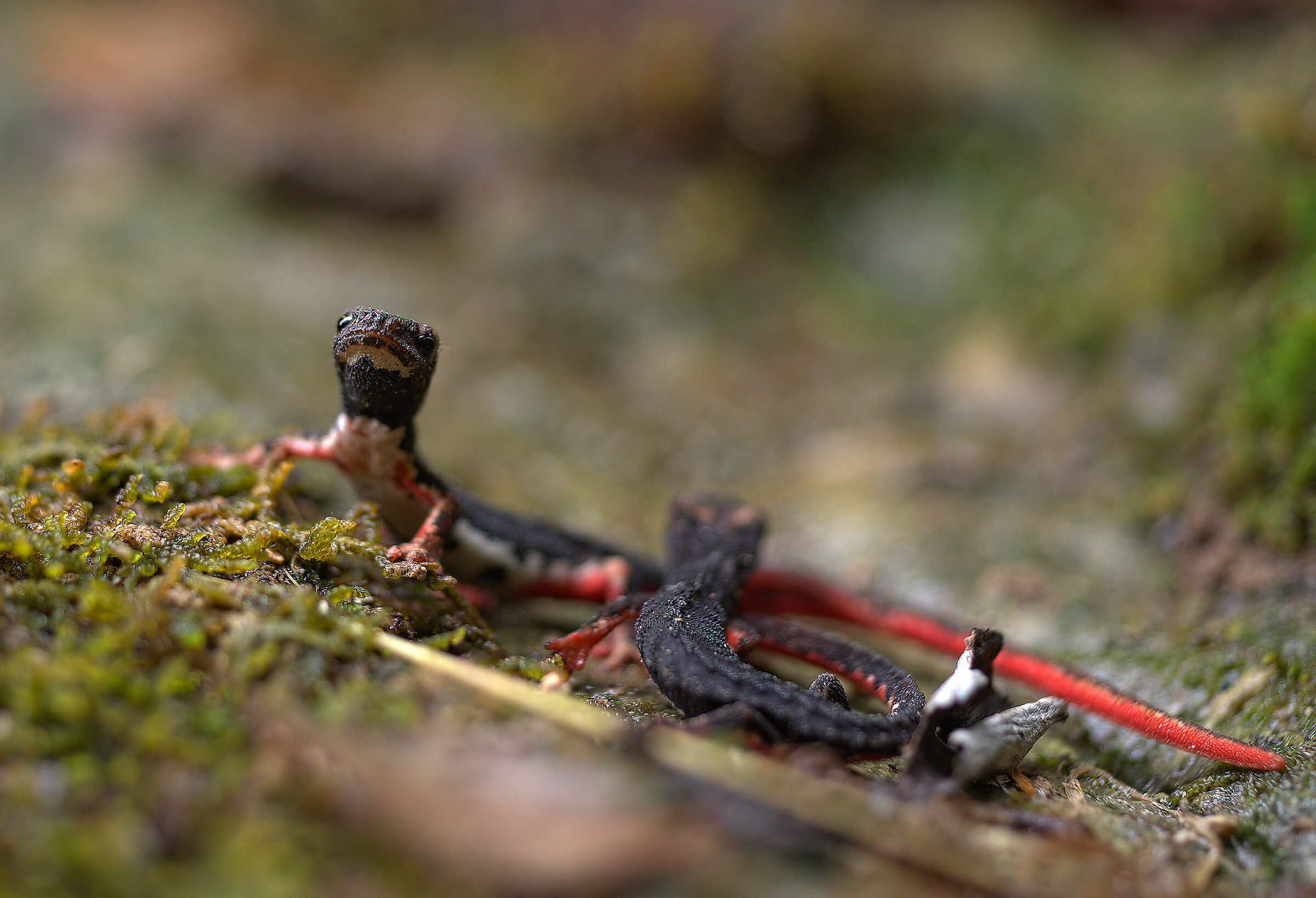 Spectacled salamander