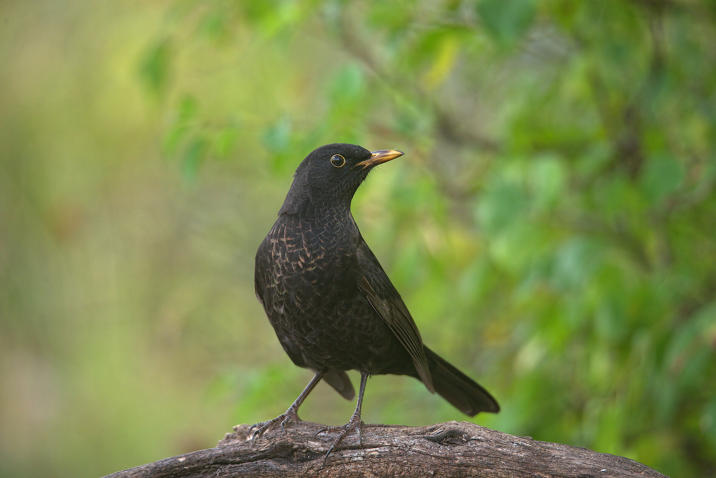 Male blackbird