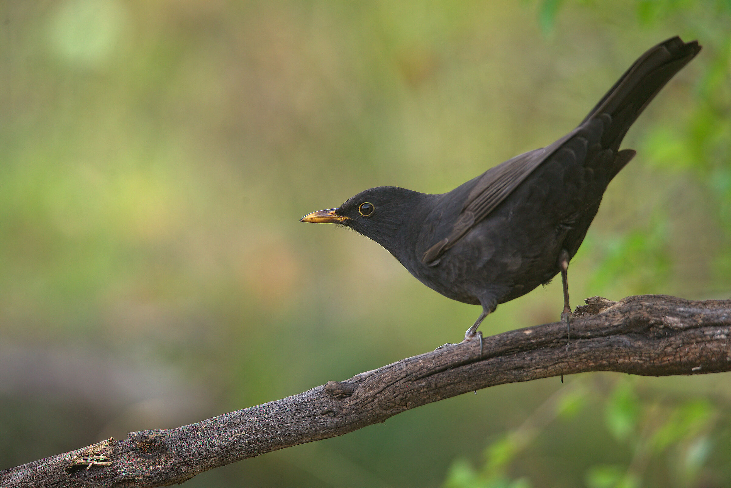 Male blackbird