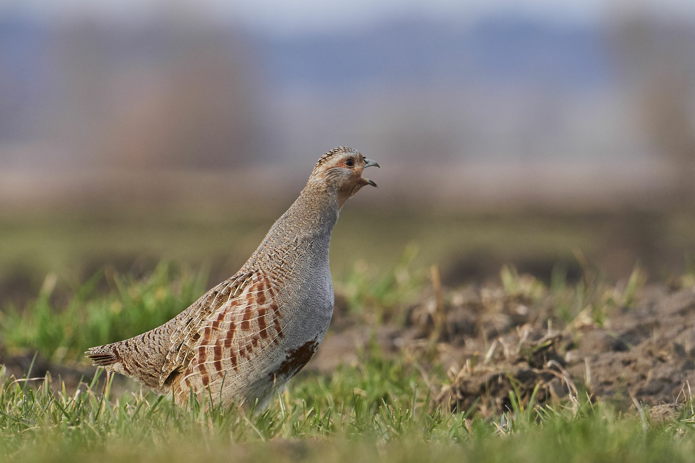 Gray partridge ( Perdix perdix )