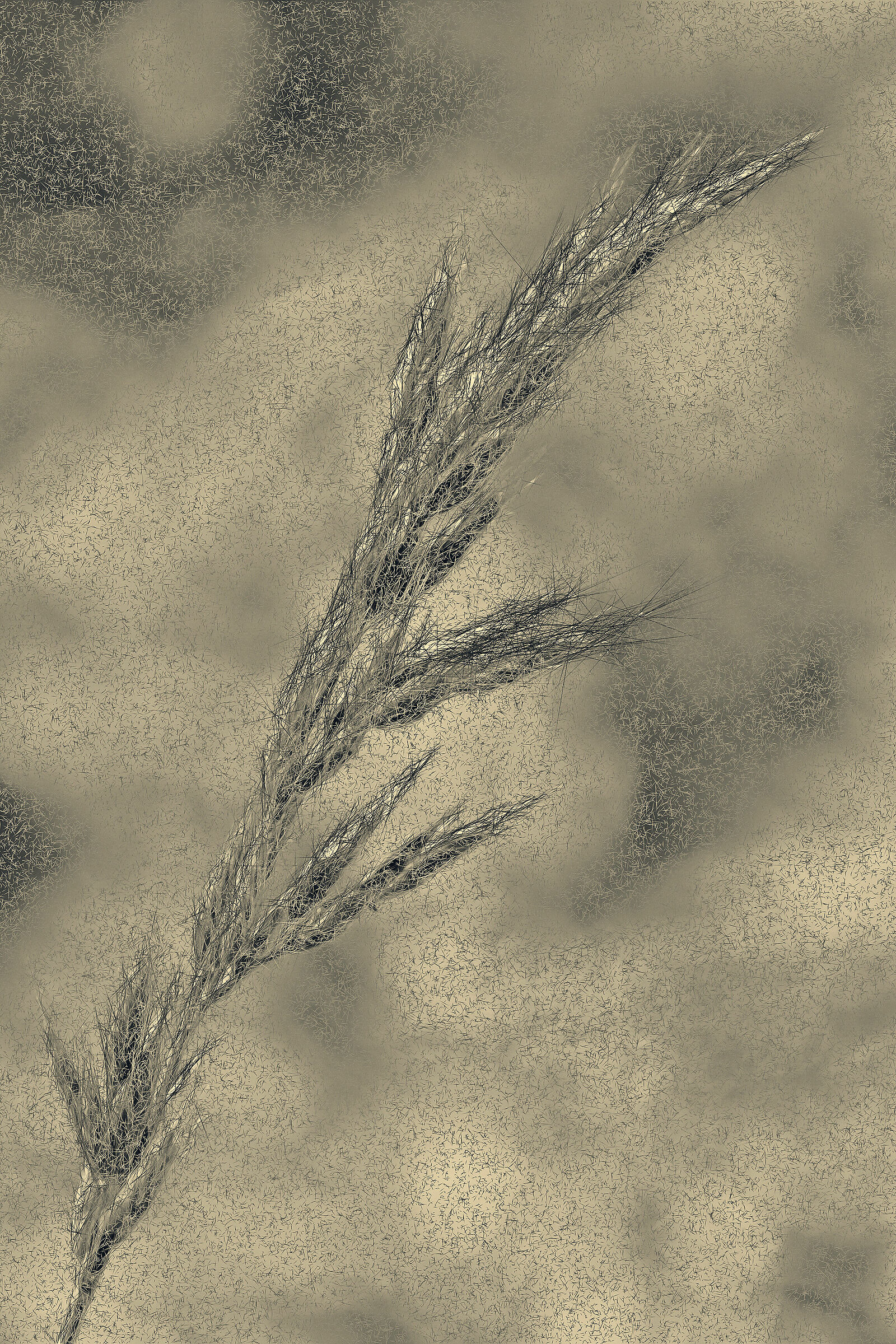 la nostra ultima spiga di grano...